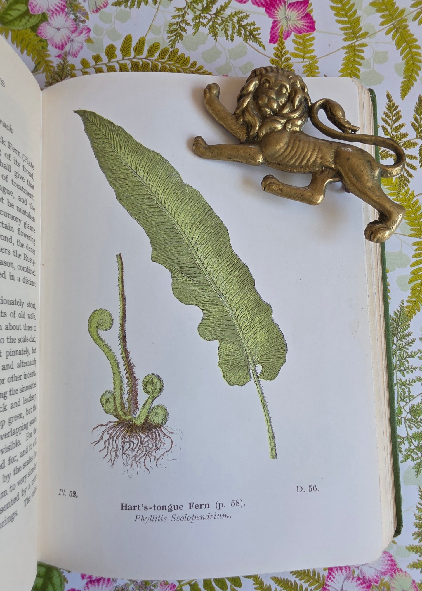 1947 Wayside and Woodland Ferns A Guide To British Ferns Horsetails & Club-Mosses by Edward Step / 1947 Frederick Warne / Richly Illustrated