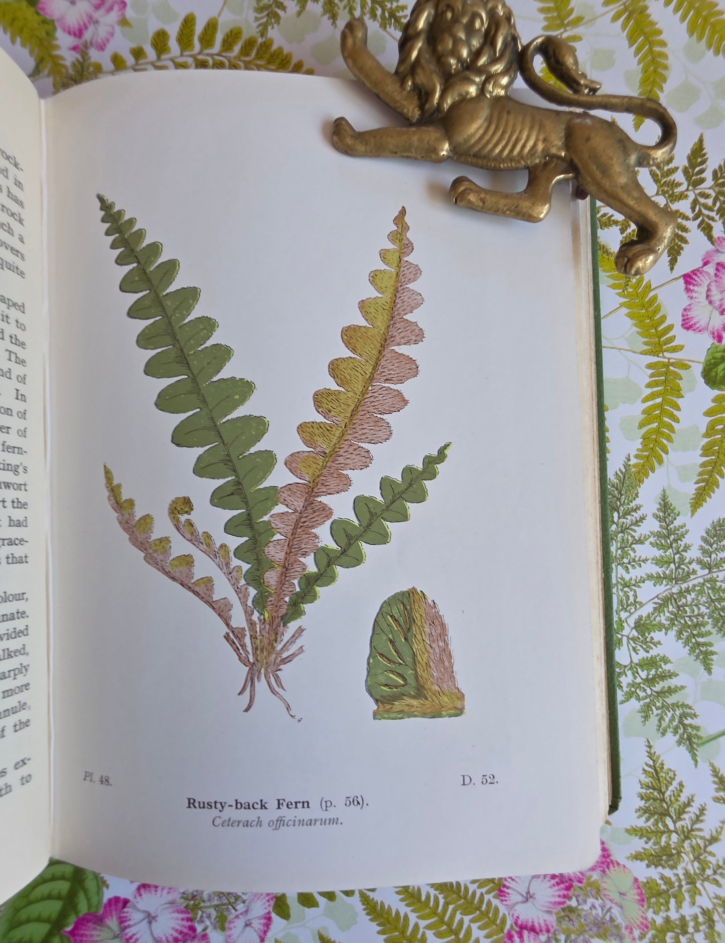 1947 Wayside and Woodland Ferns A Guide To British Ferns Horsetails & Club-Mosses by Edward Step / 1947 Frederick Warne / Richly Illustrated