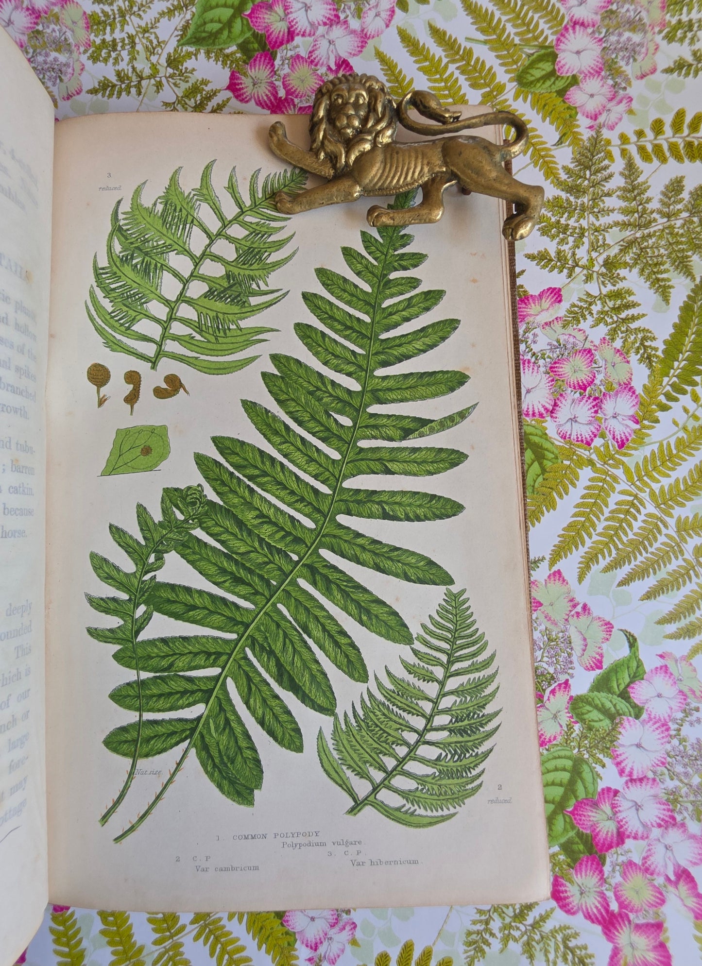 1855 The Ferns of Great Britain and Their Allies by Anne Pratt - Illustrated Antique Book