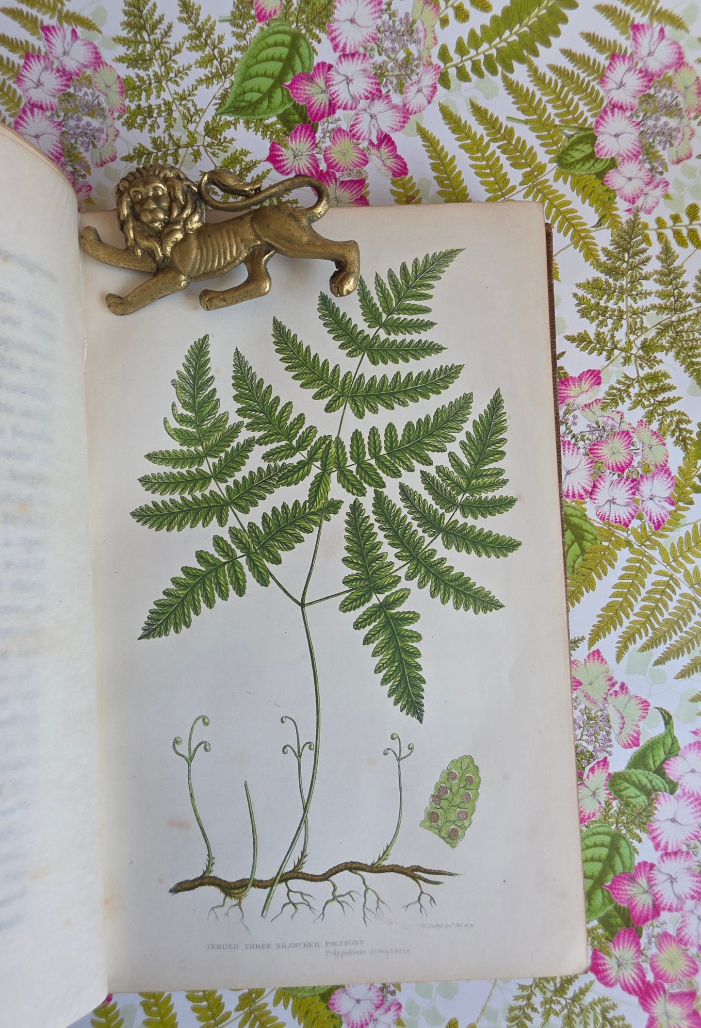 1855 The Ferns of Great Britain and Their Allies by Anne Pratt - Illustrated Antique Book