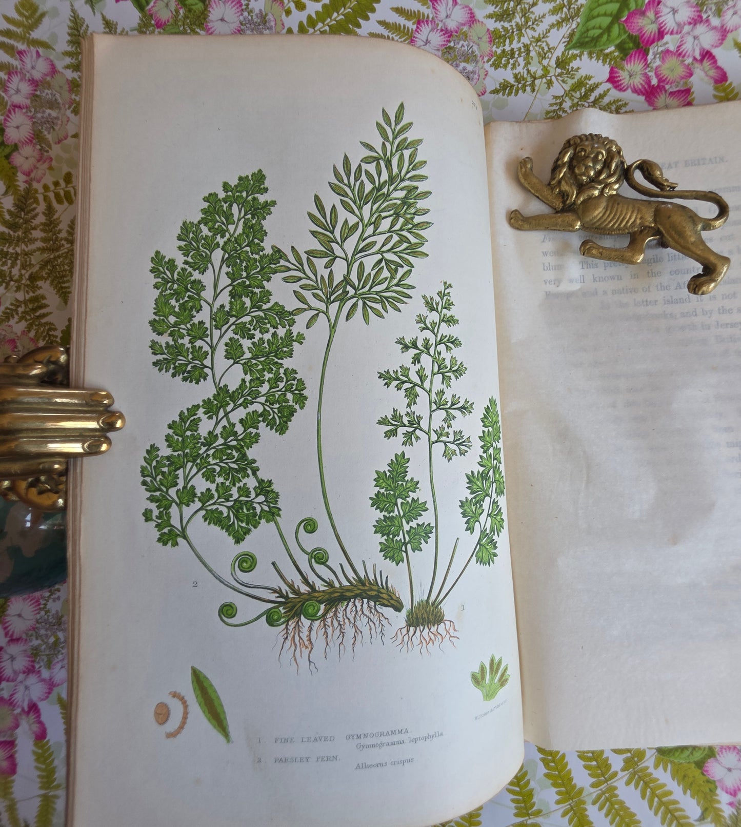 1855 The Ferns of Great Britain and Their Allies by Anne Pratt - Illustrated Antique Book