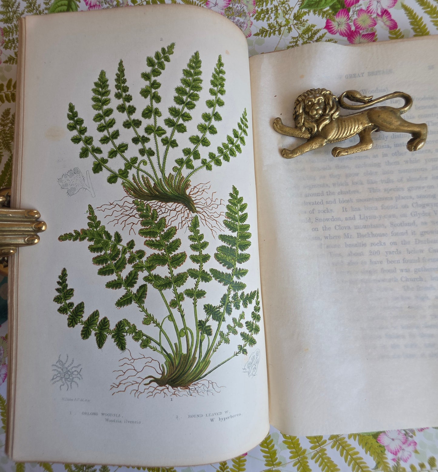 1855 The Ferns of Great Britain and Their Allies by Anne Pratt - Illustrated Antique Book