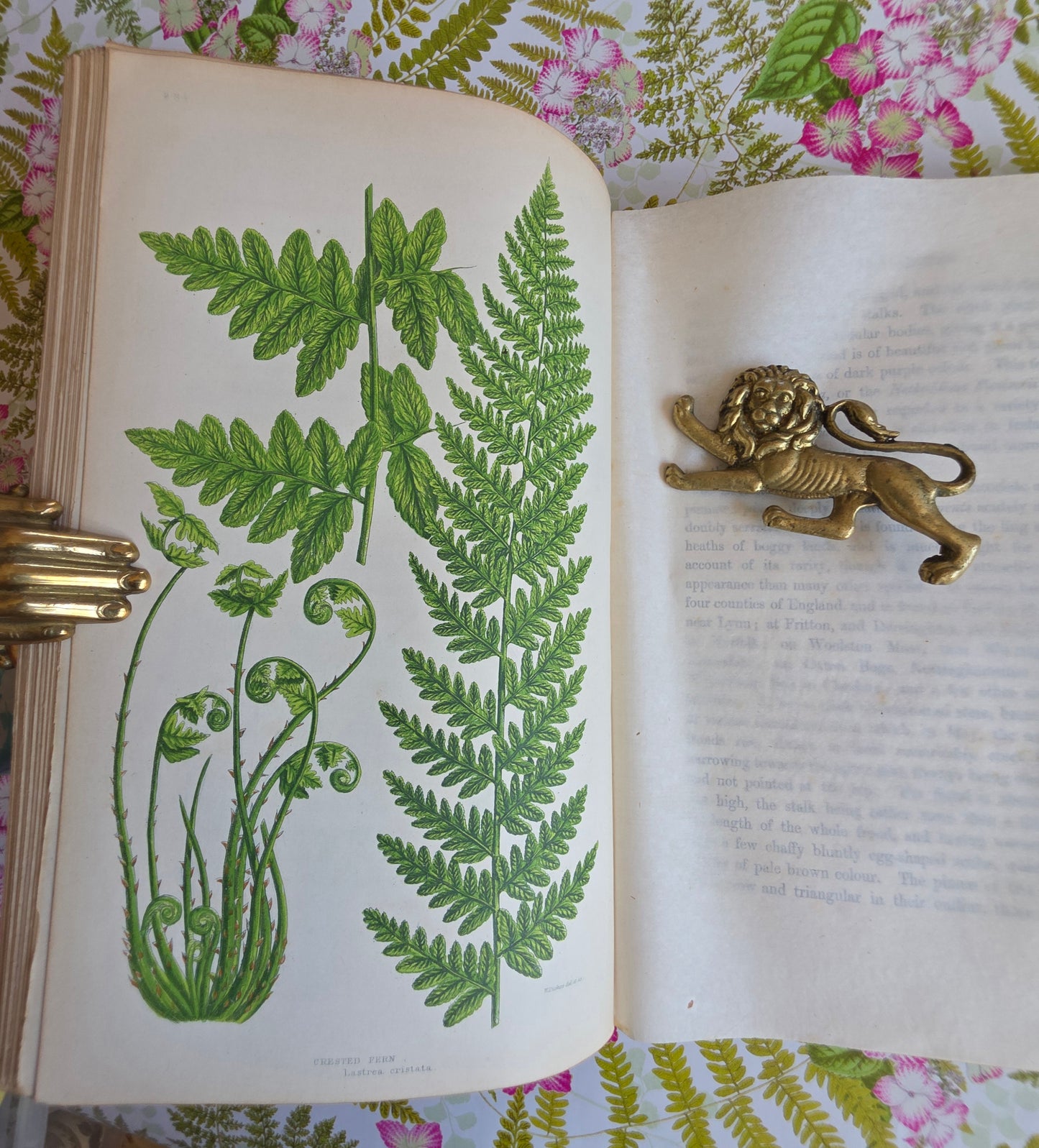 1855 The Ferns of Great Britain and Their Allies by Anne Pratt - Illustrated Antique Book