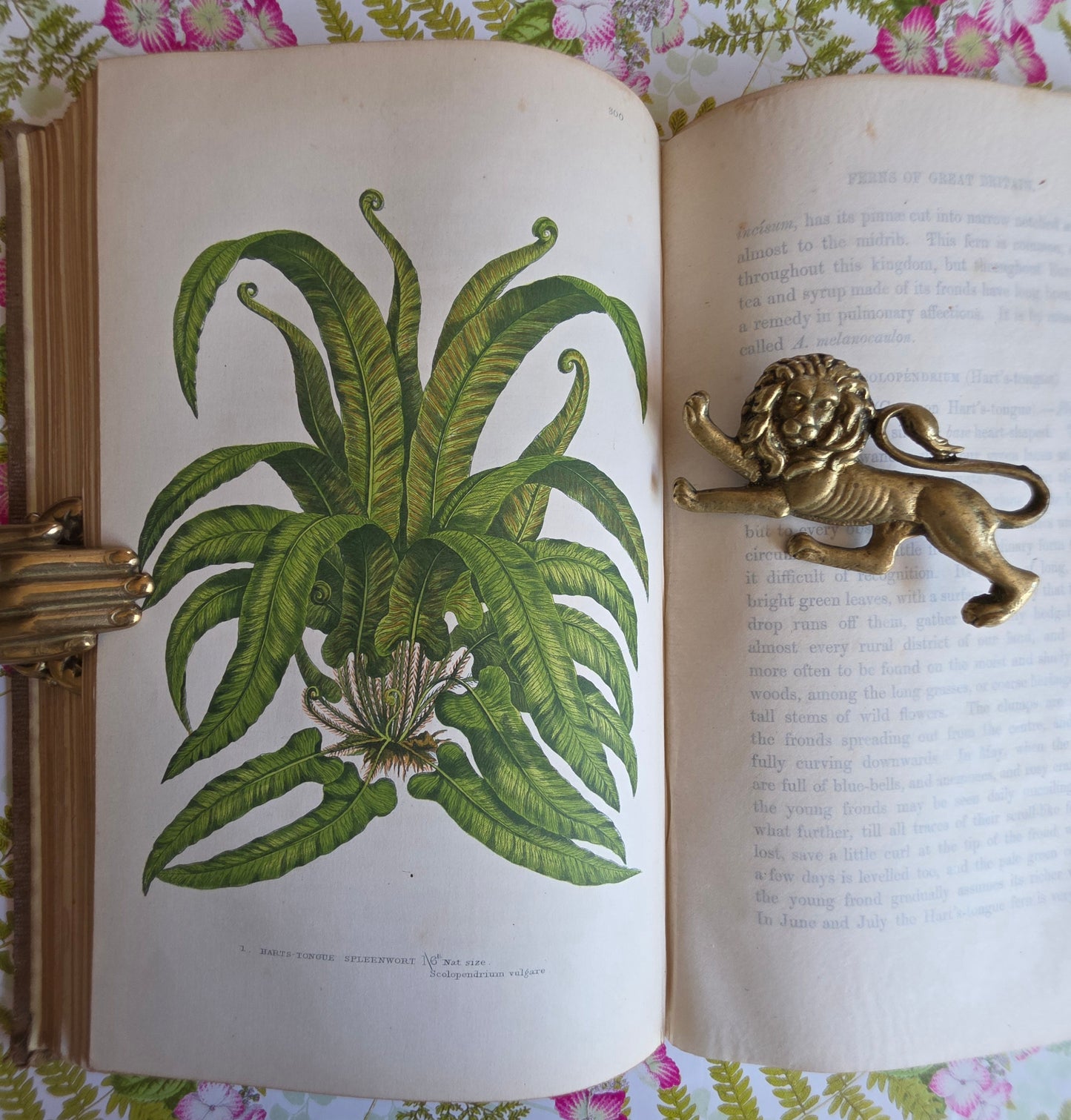 1855 The Ferns of Great Britain and Their Allies by Anne Pratt - Illustrated Antique Book
