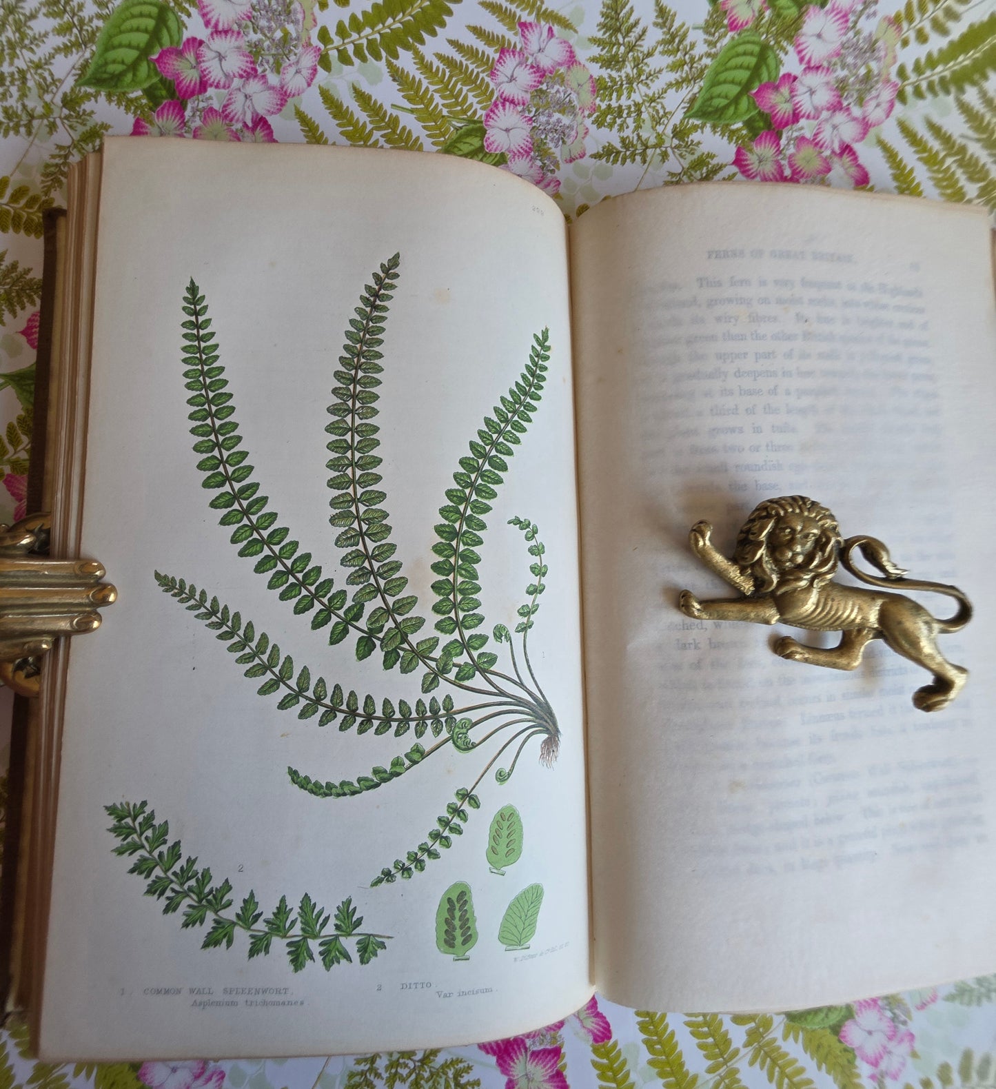 1855 The Ferns of Great Britain and Their Allies by Anne Pratt - Illustrated Antique Book