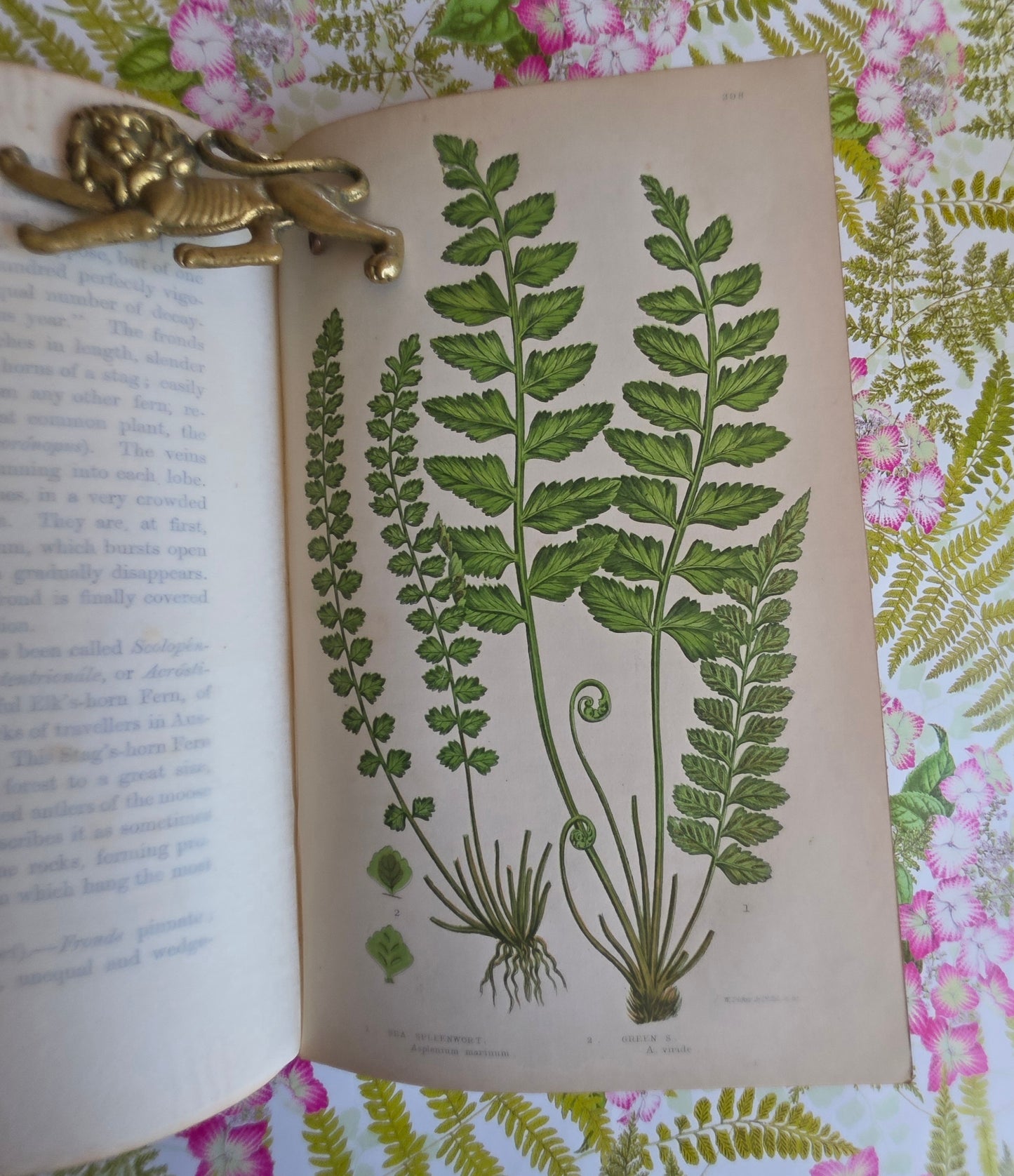 1855 The Ferns of Great Britain and Their Allies by Anne Pratt - Illustrated Antique Book