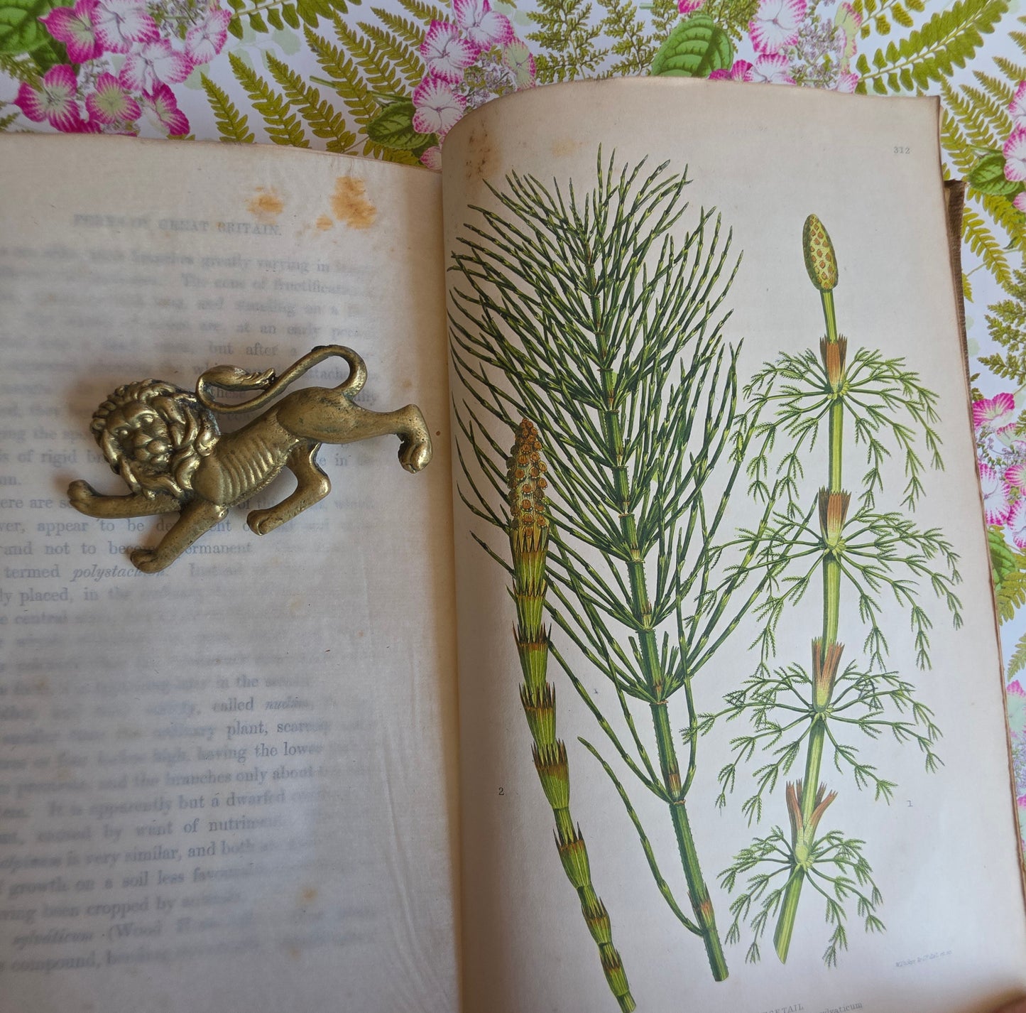 1855 The Ferns of Great Britain and Their Allies by Anne Pratt - Illustrated Antique Book