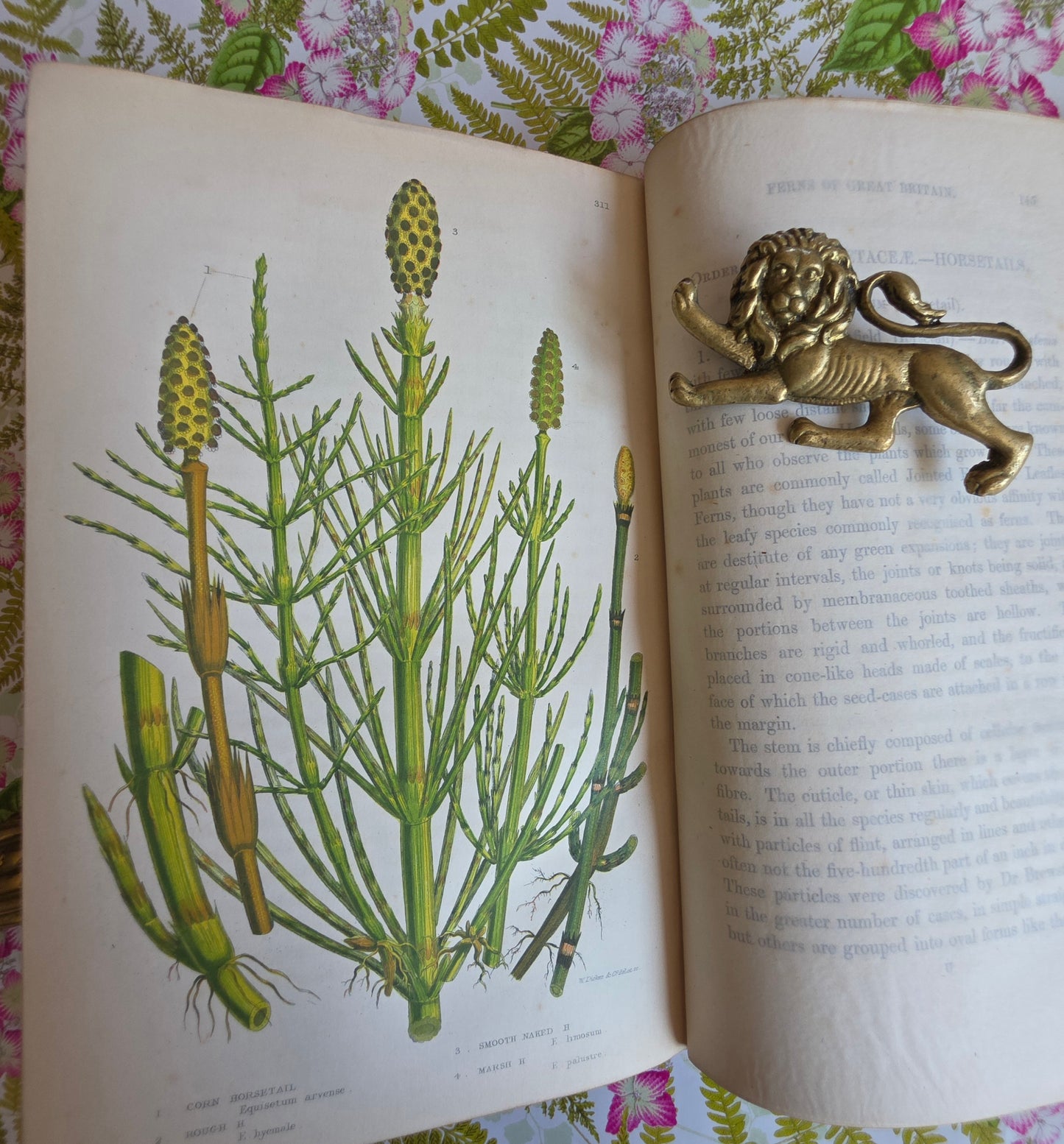 1855 The Ferns of Great Britain and Their Allies by Anne Pratt - Illustrated Antique Book