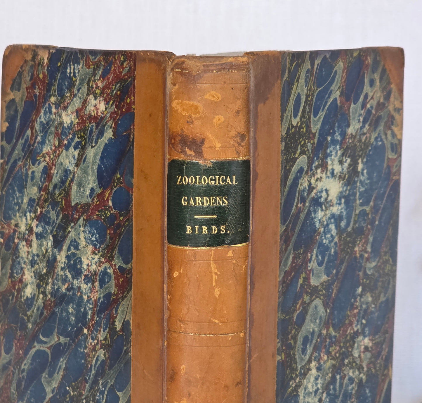 1831 Birds - The Gardens and Menageries of The Zoological Society - Illustrated Antique Book