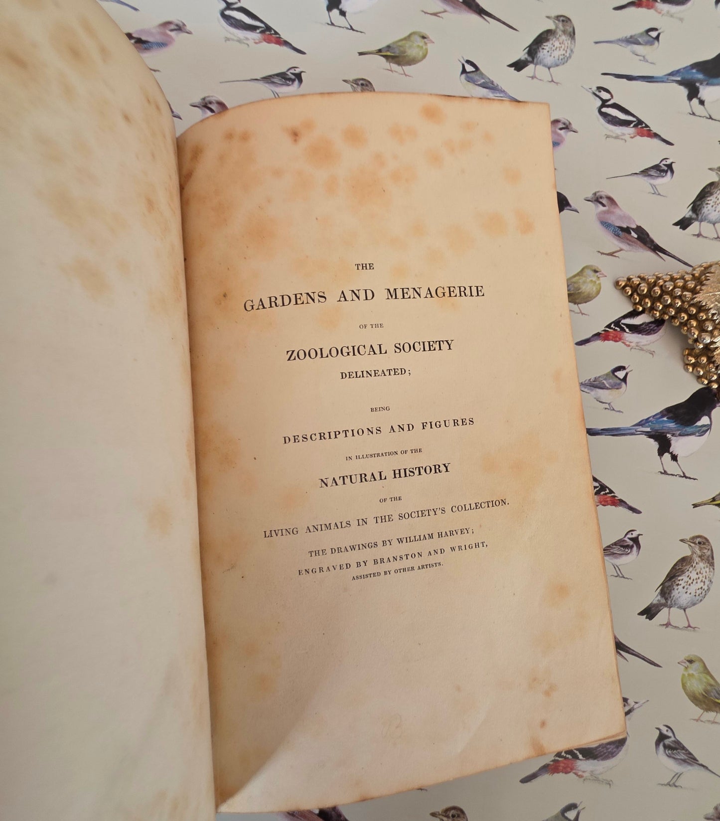1831 Birds - The Gardens and Menageries of The Zoological Society - Illustrated Antique Book