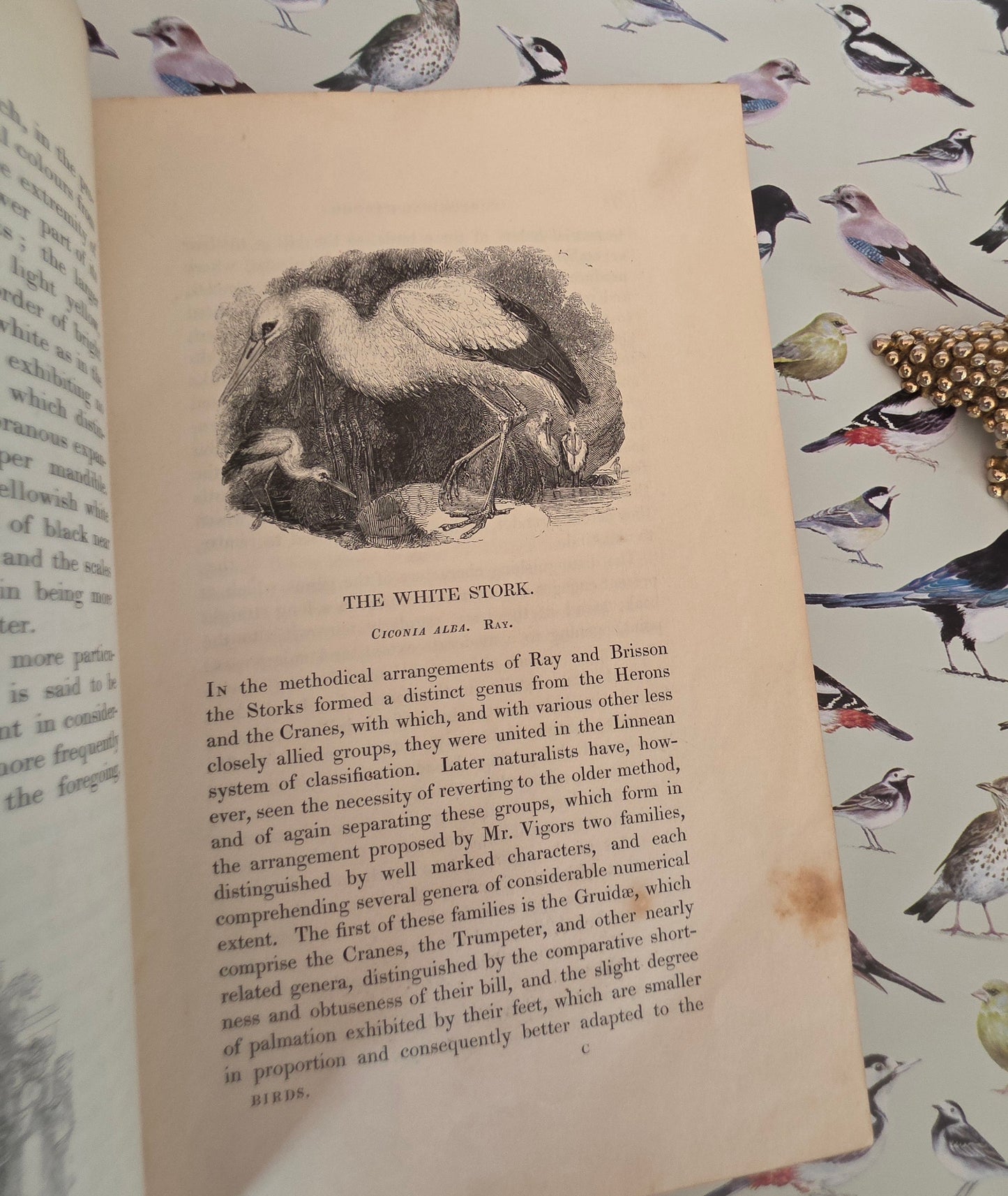 1831 Birds - The Gardens and Menageries of The Zoological Society - Illustrated Antique Book