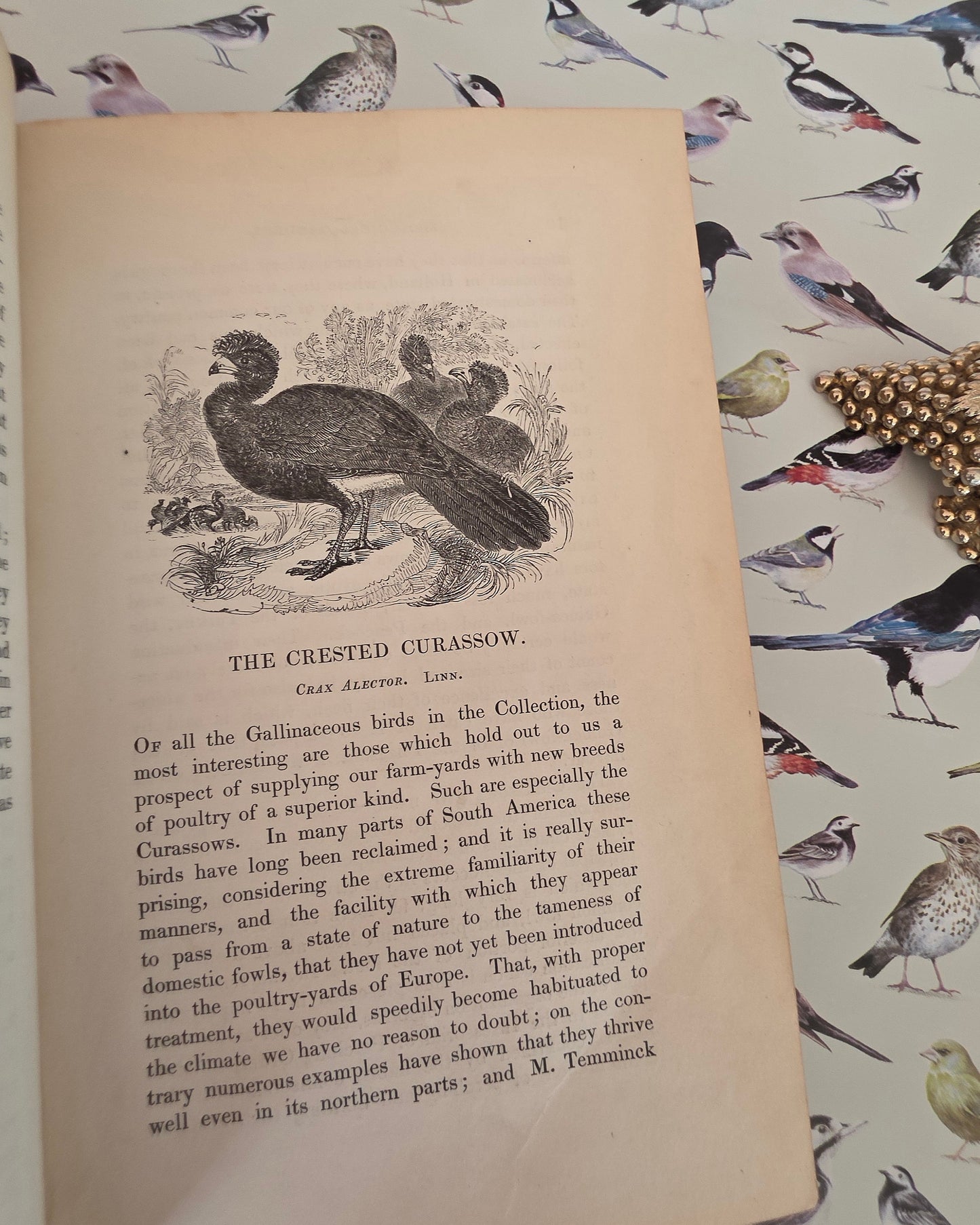1831 Birds - The Gardens and Menageries of The Zoological Society - Illustrated Antique Book