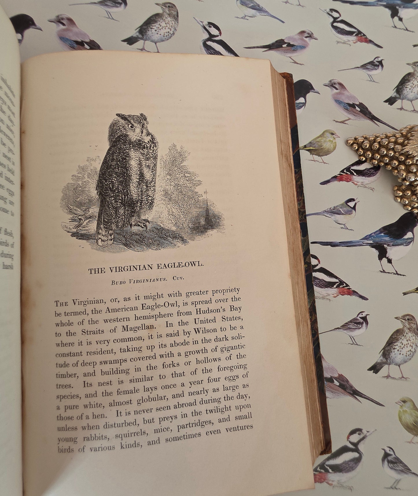 1831 Birds - The Gardens and Menageries of The Zoological Society - Illustrated Antique Book