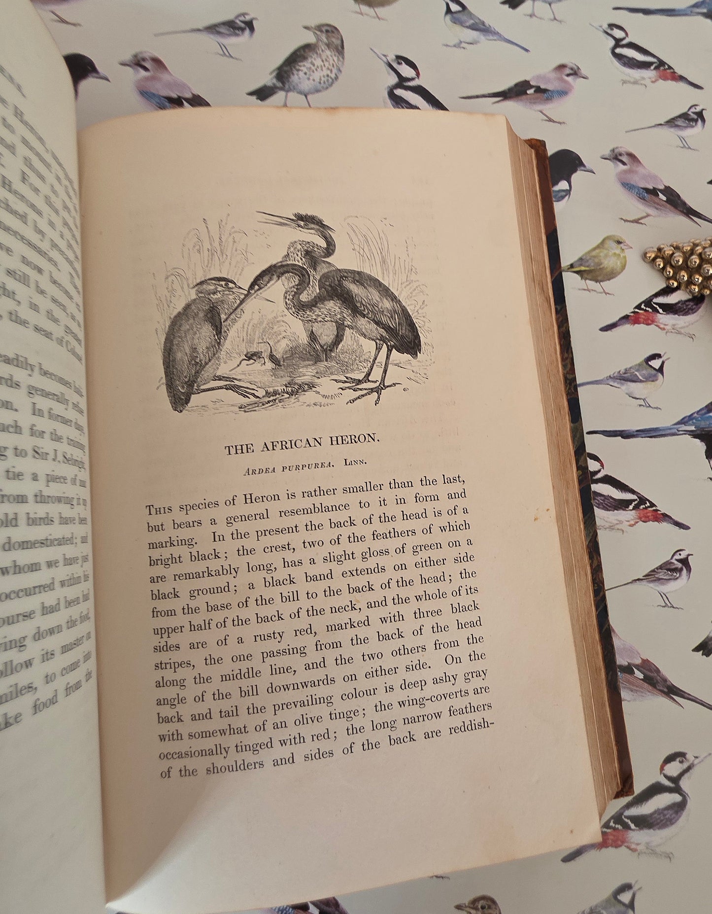 1831 Birds - The Gardens and Menageries of The Zoological Society - Illustrated Antique Book