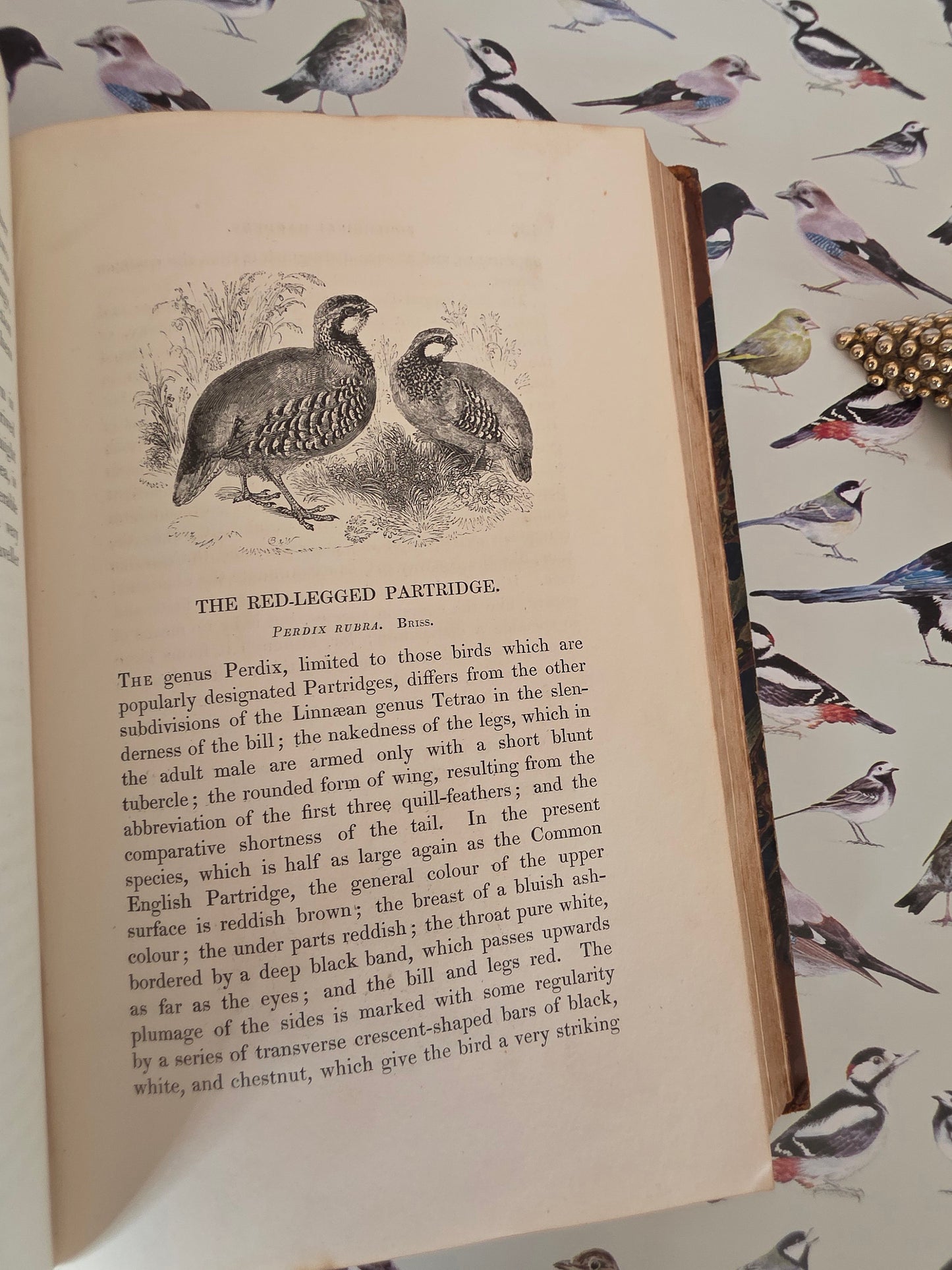 1831 Birds - The Gardens and Menageries of The Zoological Society - Illustrated Antique Book