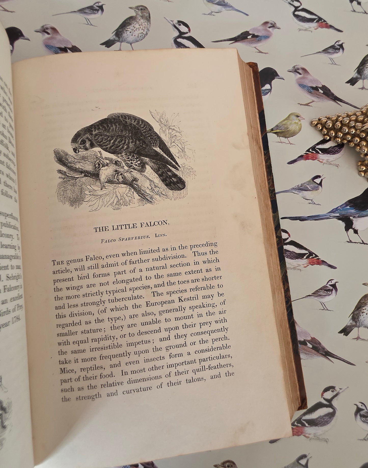 1831 Birds - The Gardens and Menageries of The Zoological Society - Illustrated Antique Book