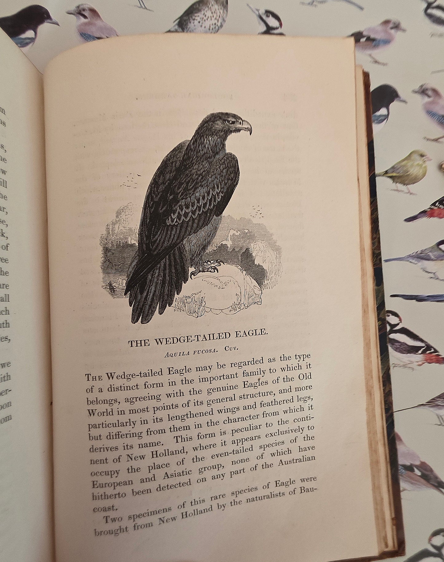1831 Birds - The Gardens and Menageries of The Zoological Society - Illustrated Antique Book