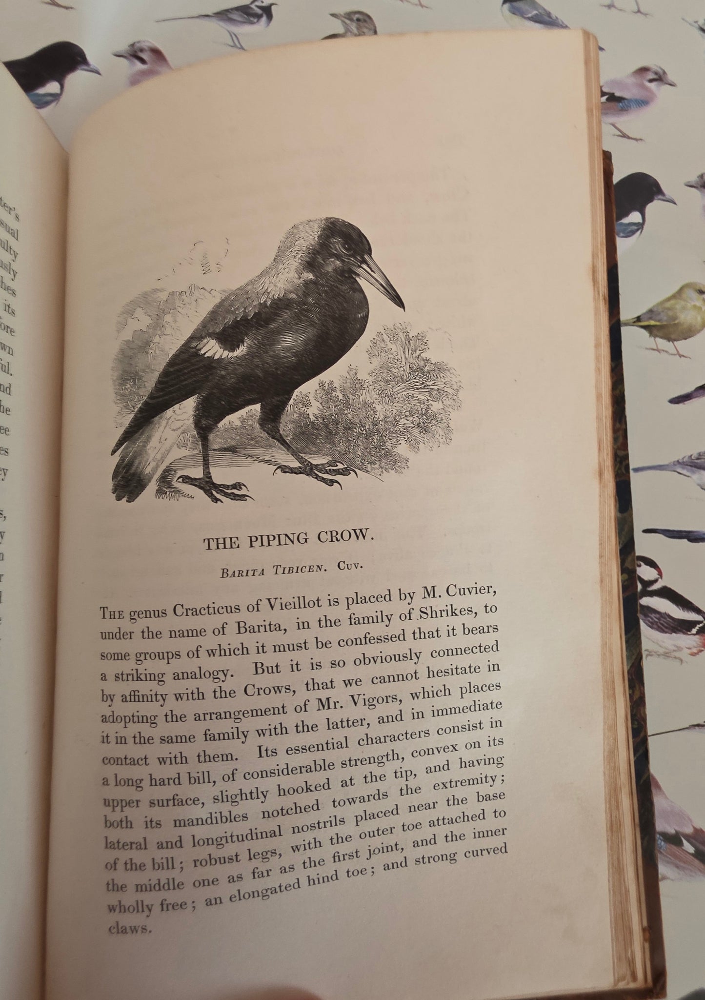 1831 Birds - The Gardens and Menageries of The Zoological Society - Illustrated Antique Book