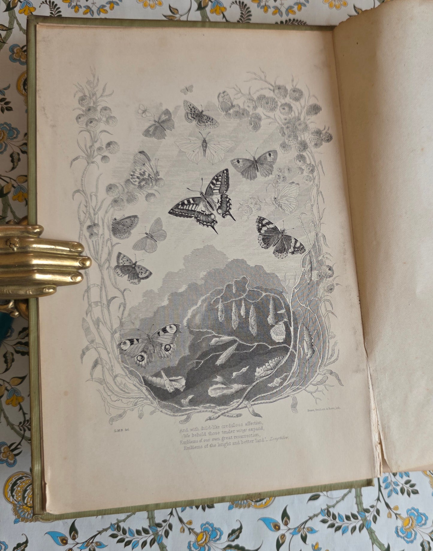 1849 Episodes of Insect Life by Acheta Domestica - Illustrated Antique Book