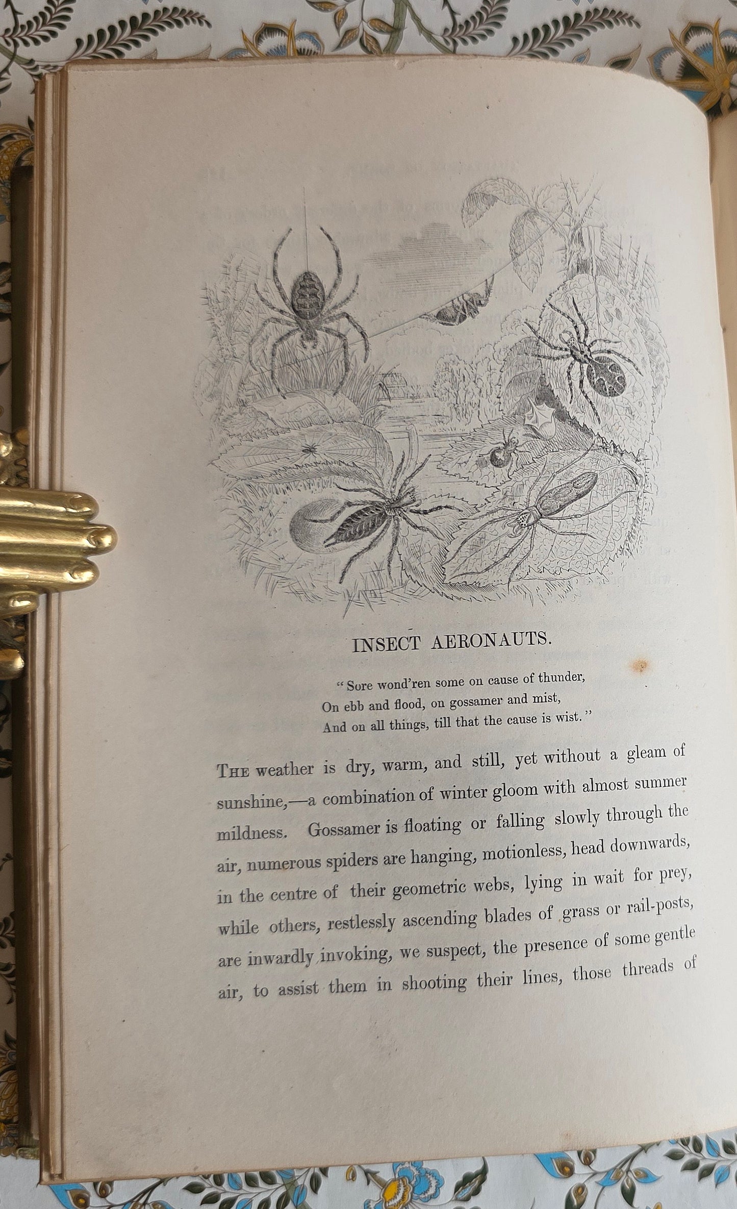 1849 Episodes of Insect Life by Acheta Domestica - Illustrated Antique Book