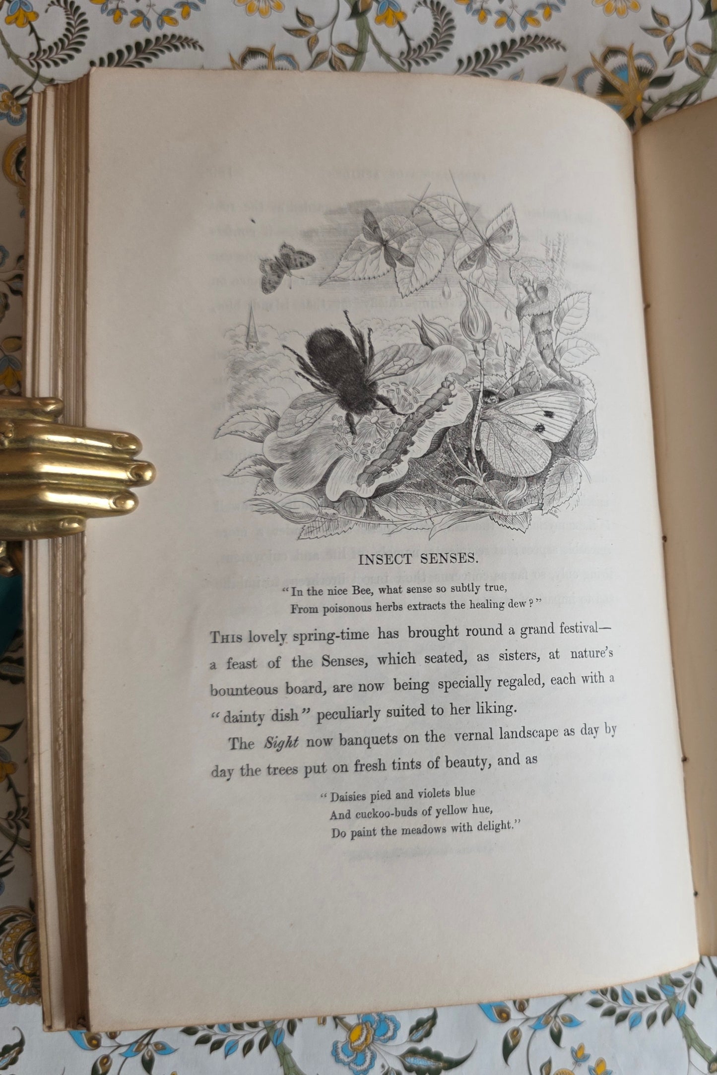 1849 Episodes of Insect Life by Acheta Domestica - Illustrated Antique Book