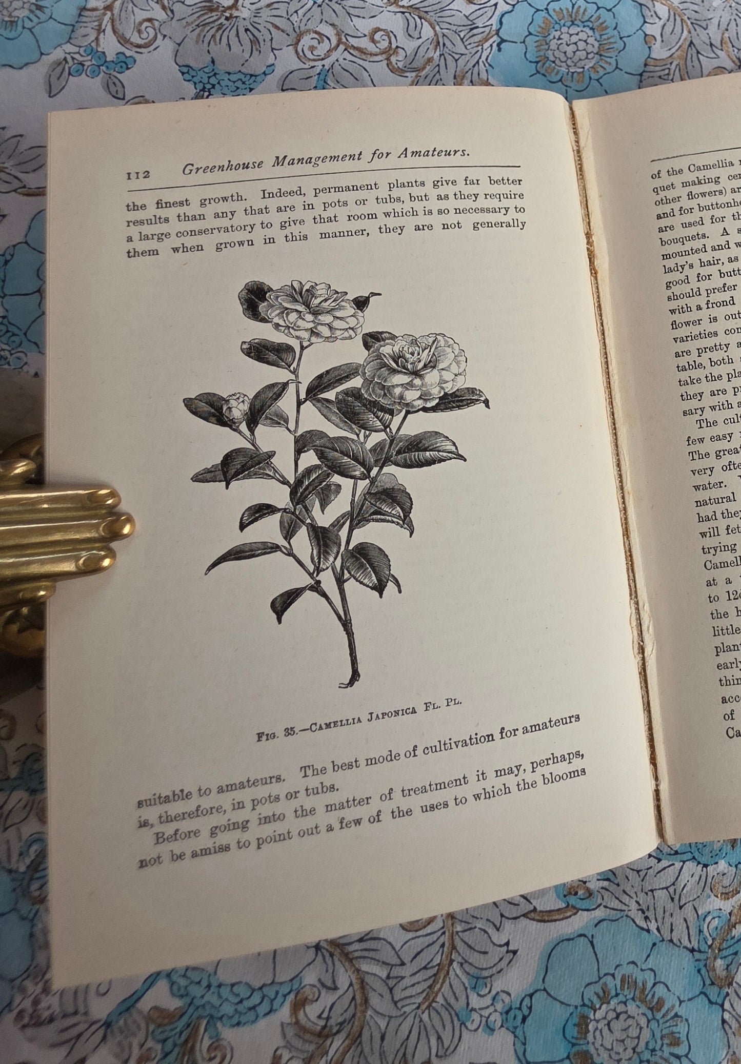 1900 Greenhouse Management For Amateurs by WJ May - Illustrated Antique Book