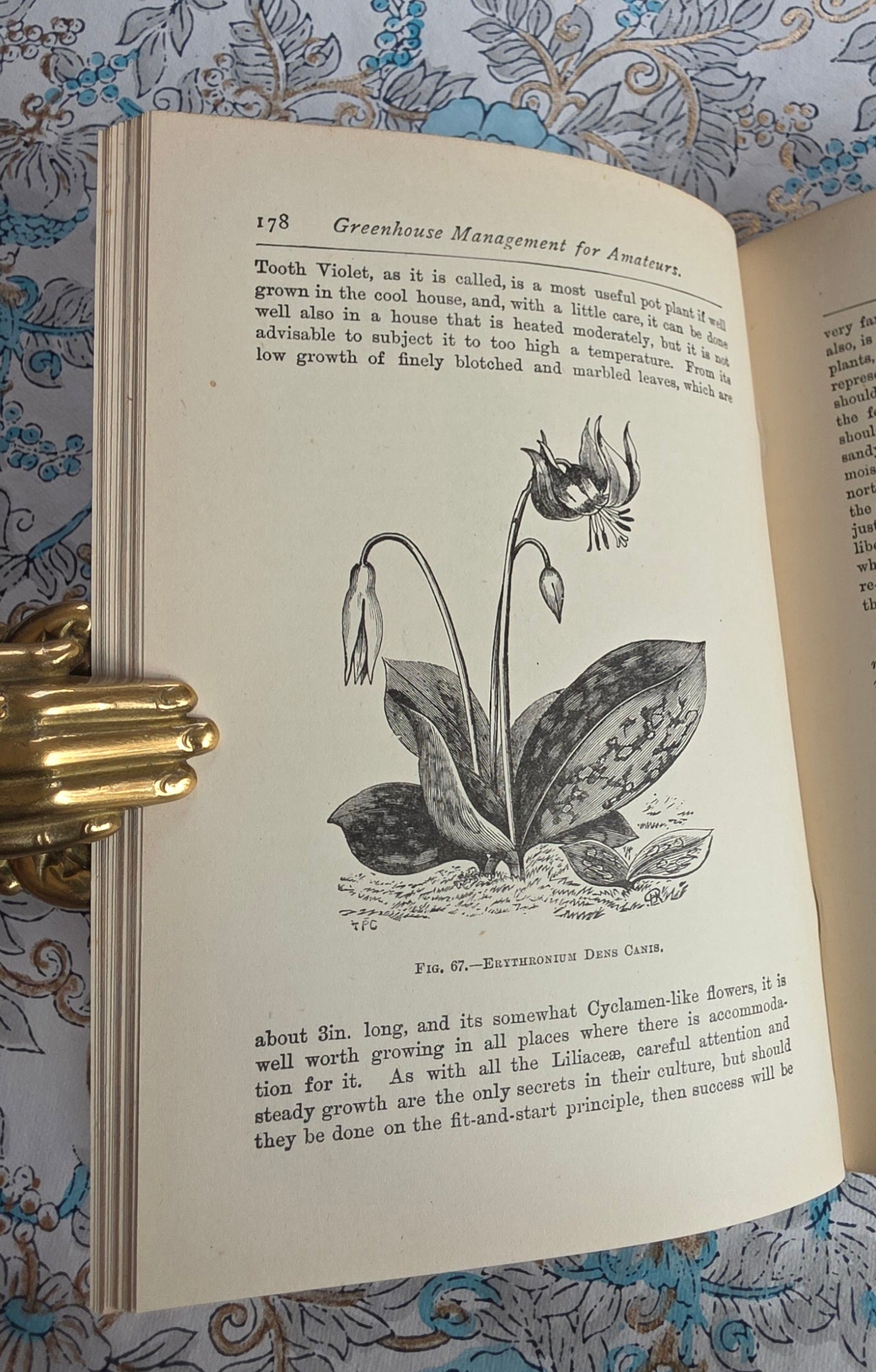 1900 Greenhouse Management For Amateurs by WJ May - Illustrated Antique Book
