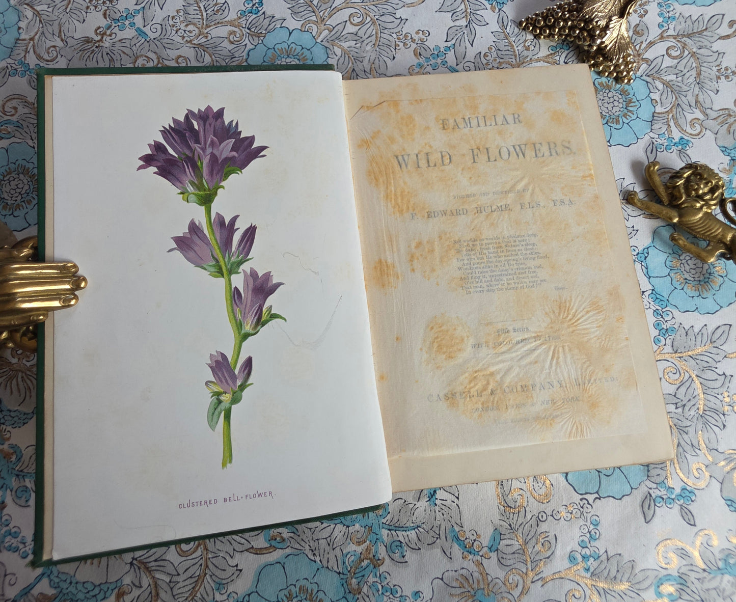 1883 Familiar Wild Flowers / Illustrated Victorian Antique Book (Fifth Series)