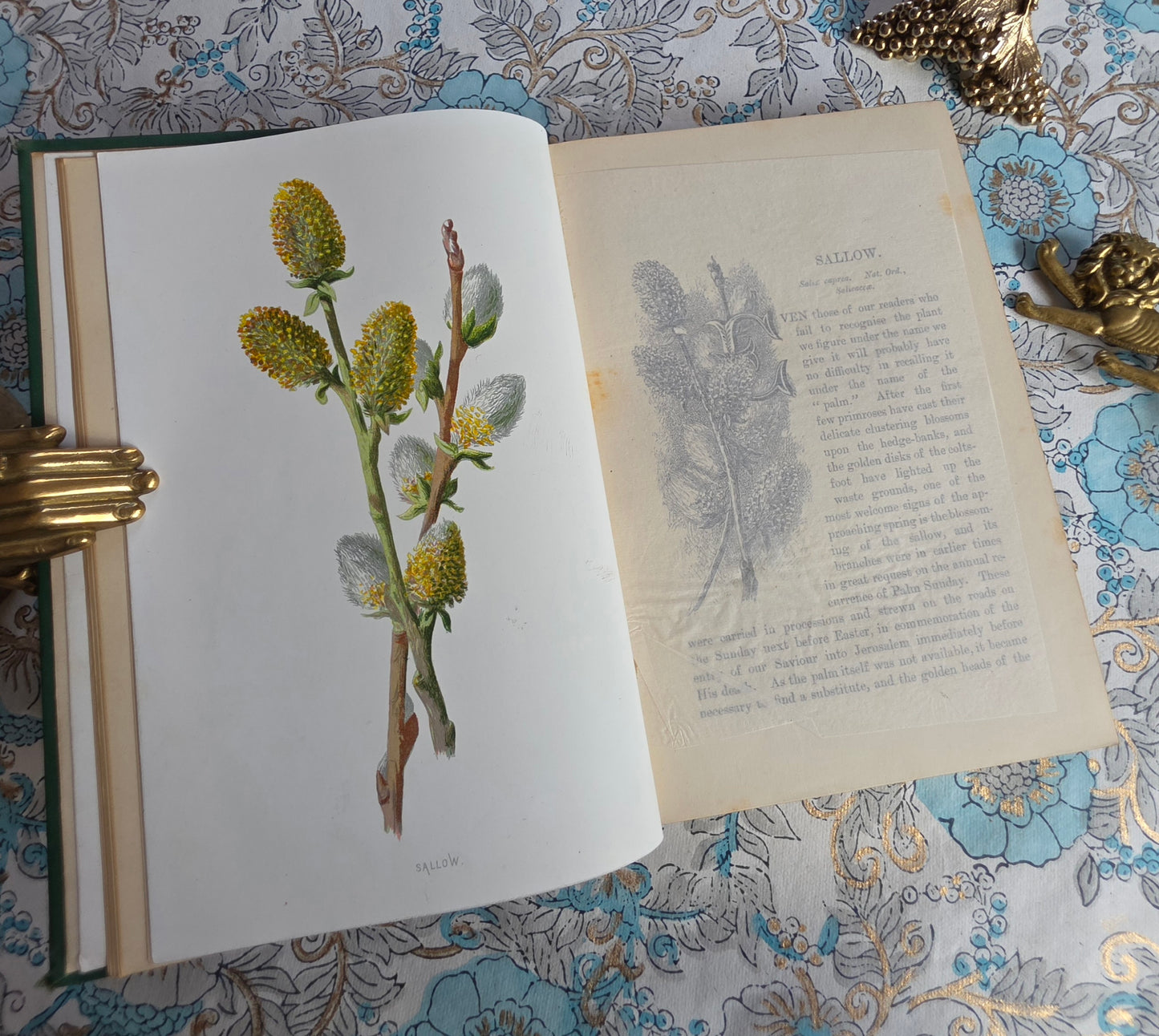 1883 Familiar Wild Flowers / Illustrated Victorian Antique Book (Fifth Series)
