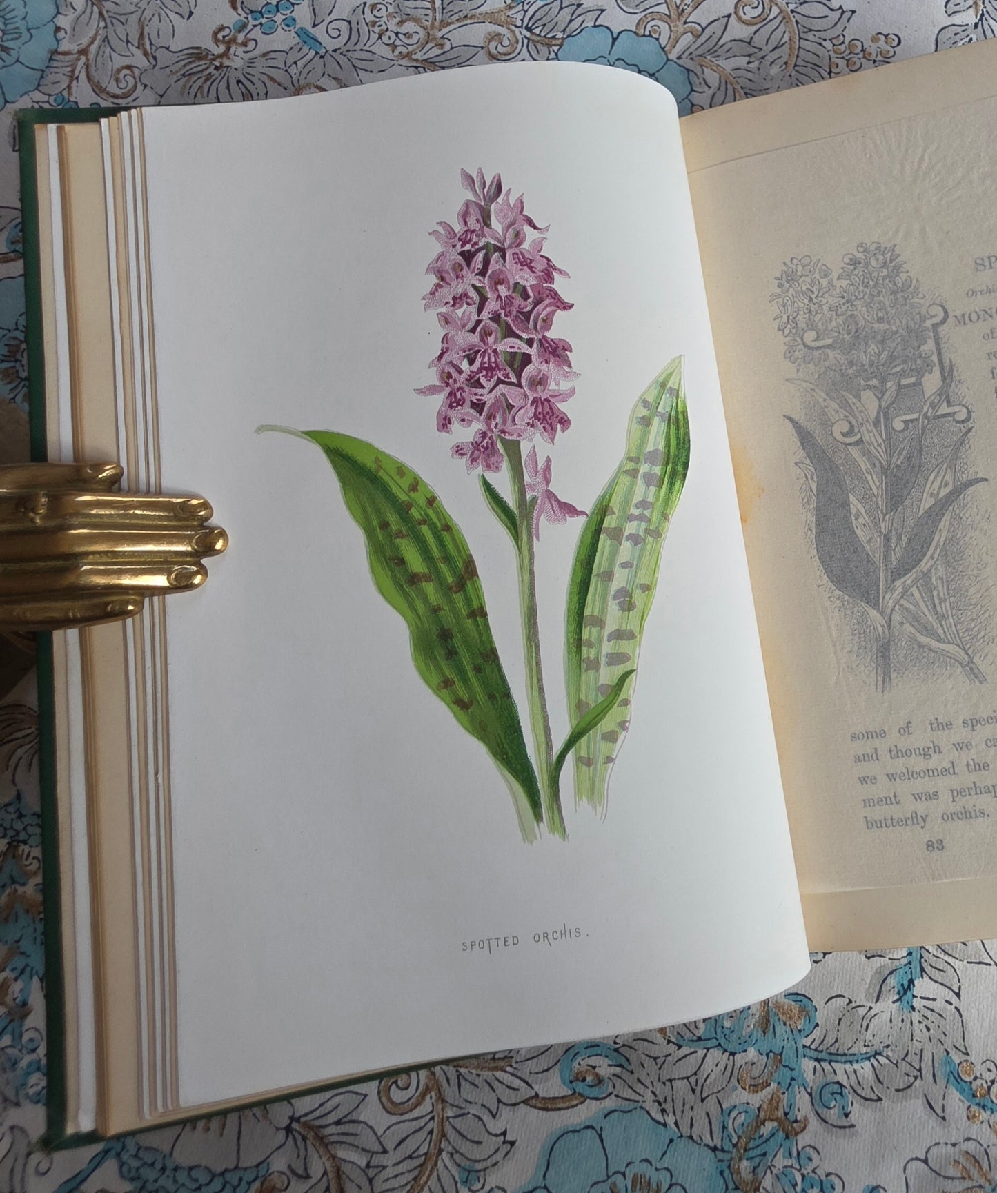 1883 Familiar Wild Flowers / Illustrated Victorian Antique Book (Fifth Series)