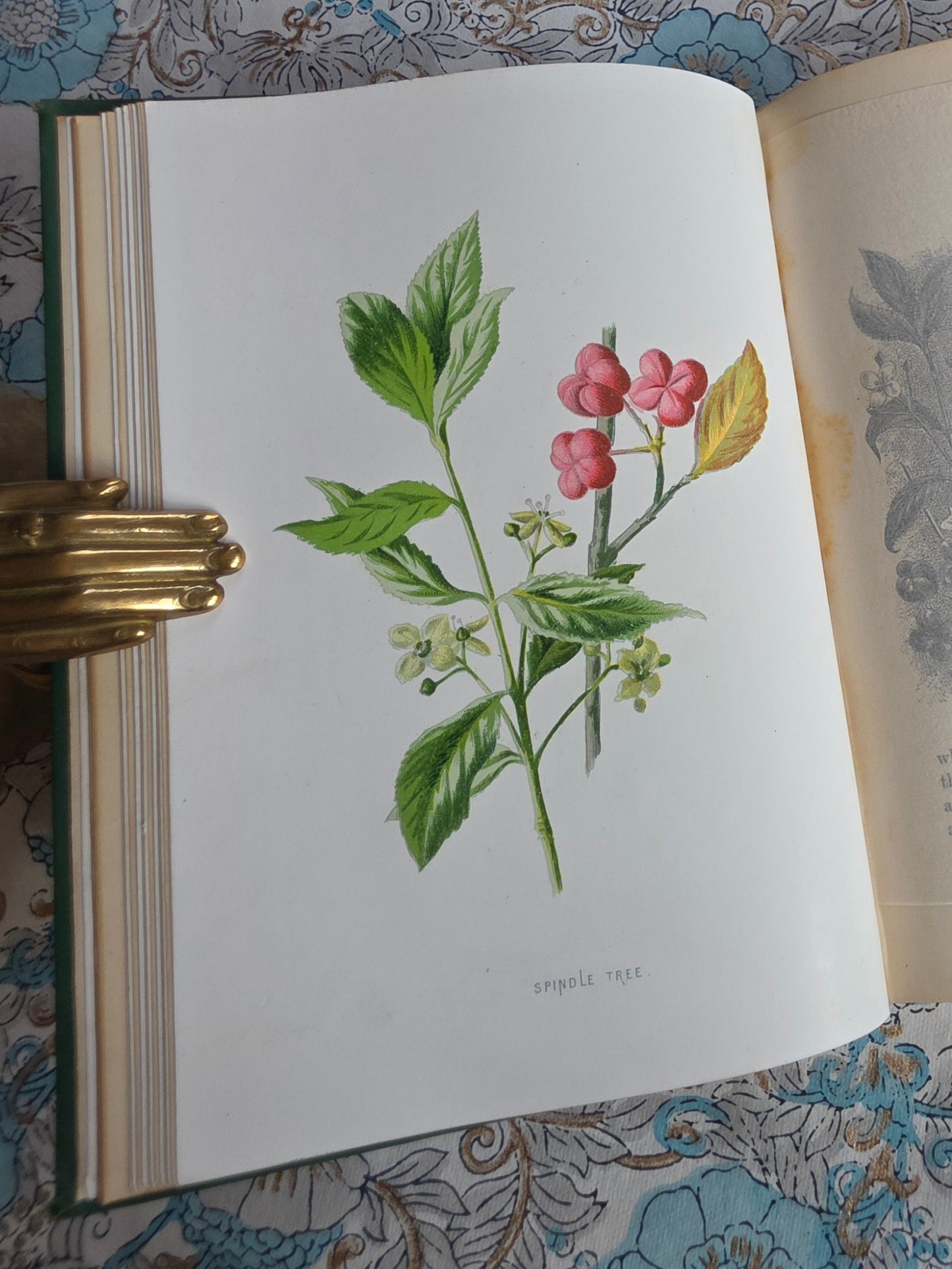 1883 Familiar Wild Flowers / Illustrated Victorian Antique Book (Fifth Series)