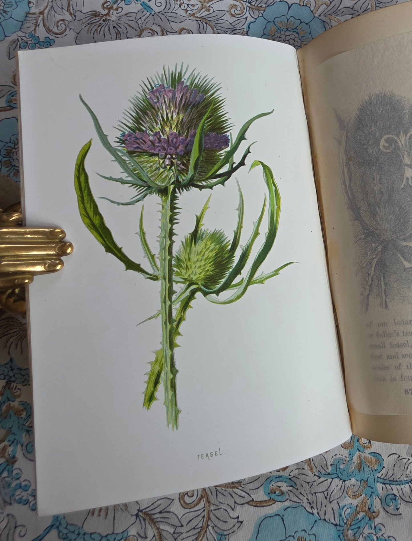 1883 Familiar Wild Flowers / Illustrated Victorian Antique Book (Fifth Series)