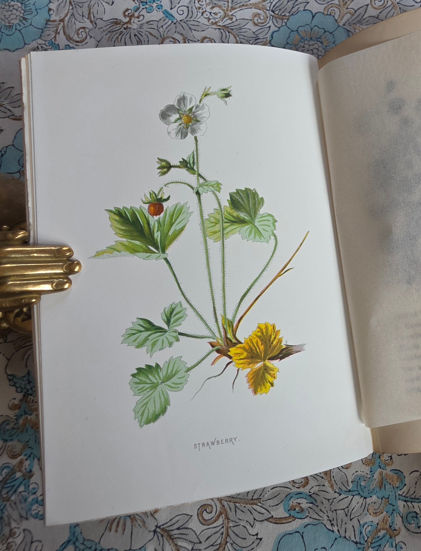 1883 Familiar Wild Flowers / Illustrated Victorian Antique Book (Fifth Series)