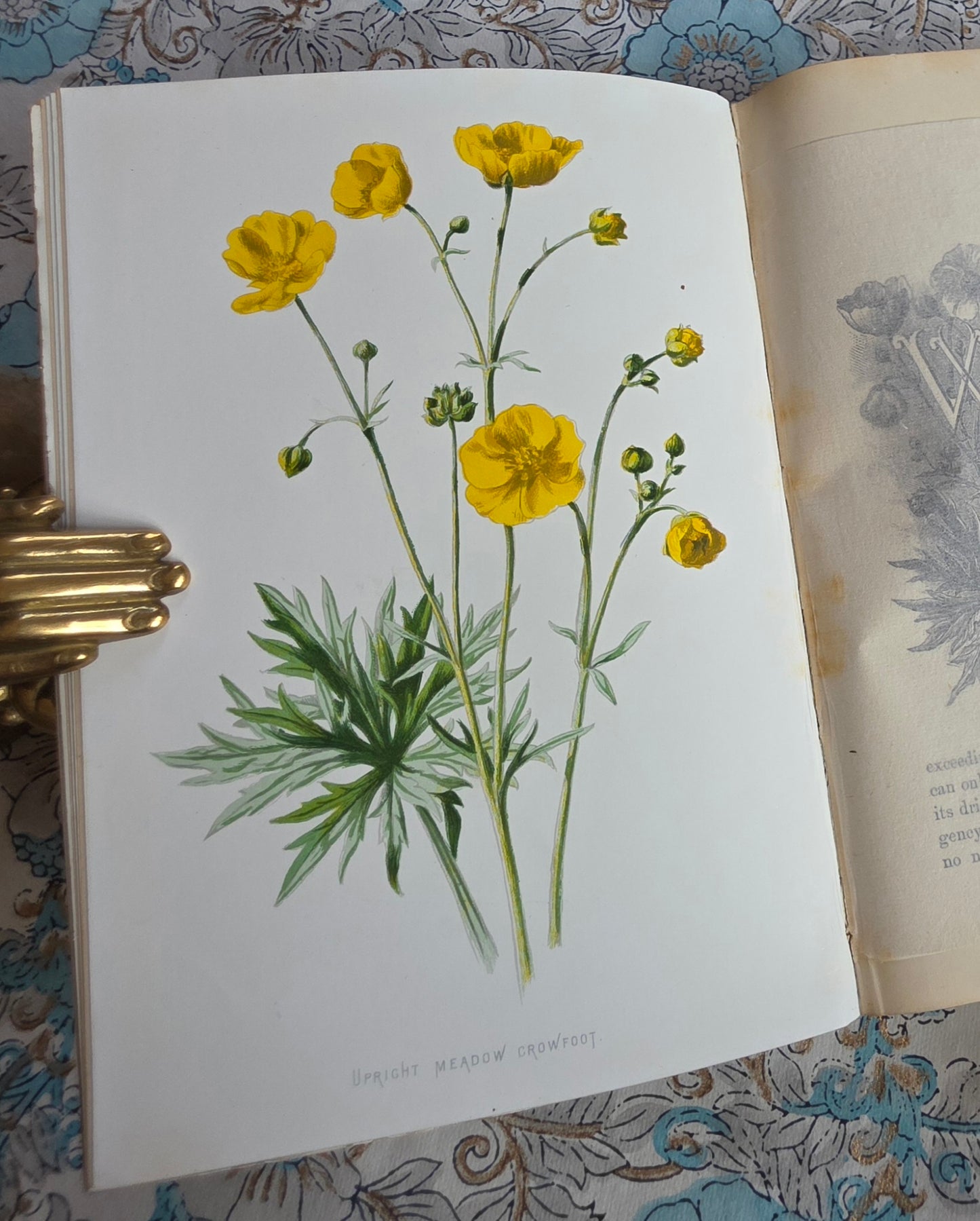 1883 Familiar Wild Flowers / Illustrated Victorian Antique Book (Fifth Series)