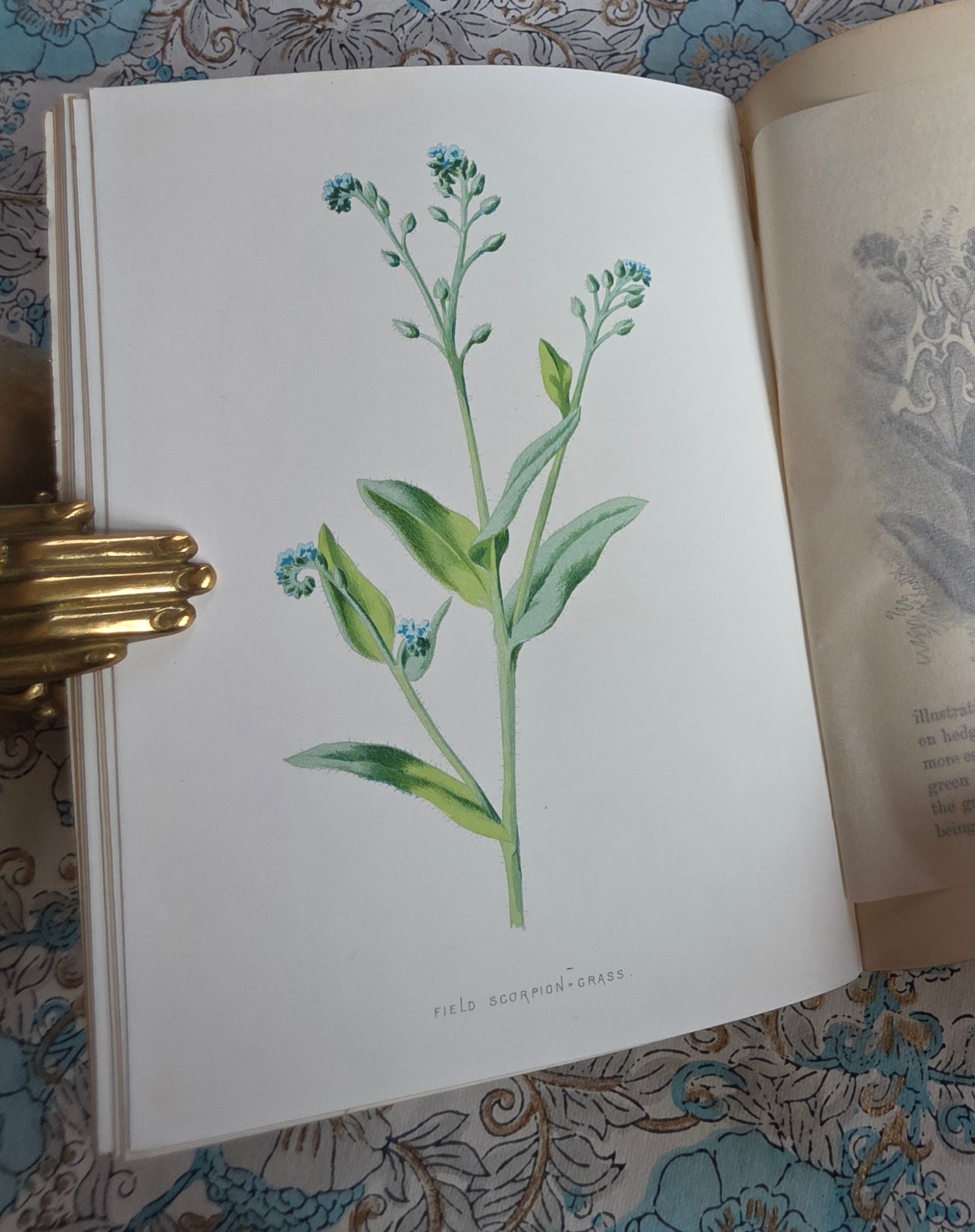 1883 Familiar Wild Flowers / Illustrated Victorian Antique Book (Fifth Series)