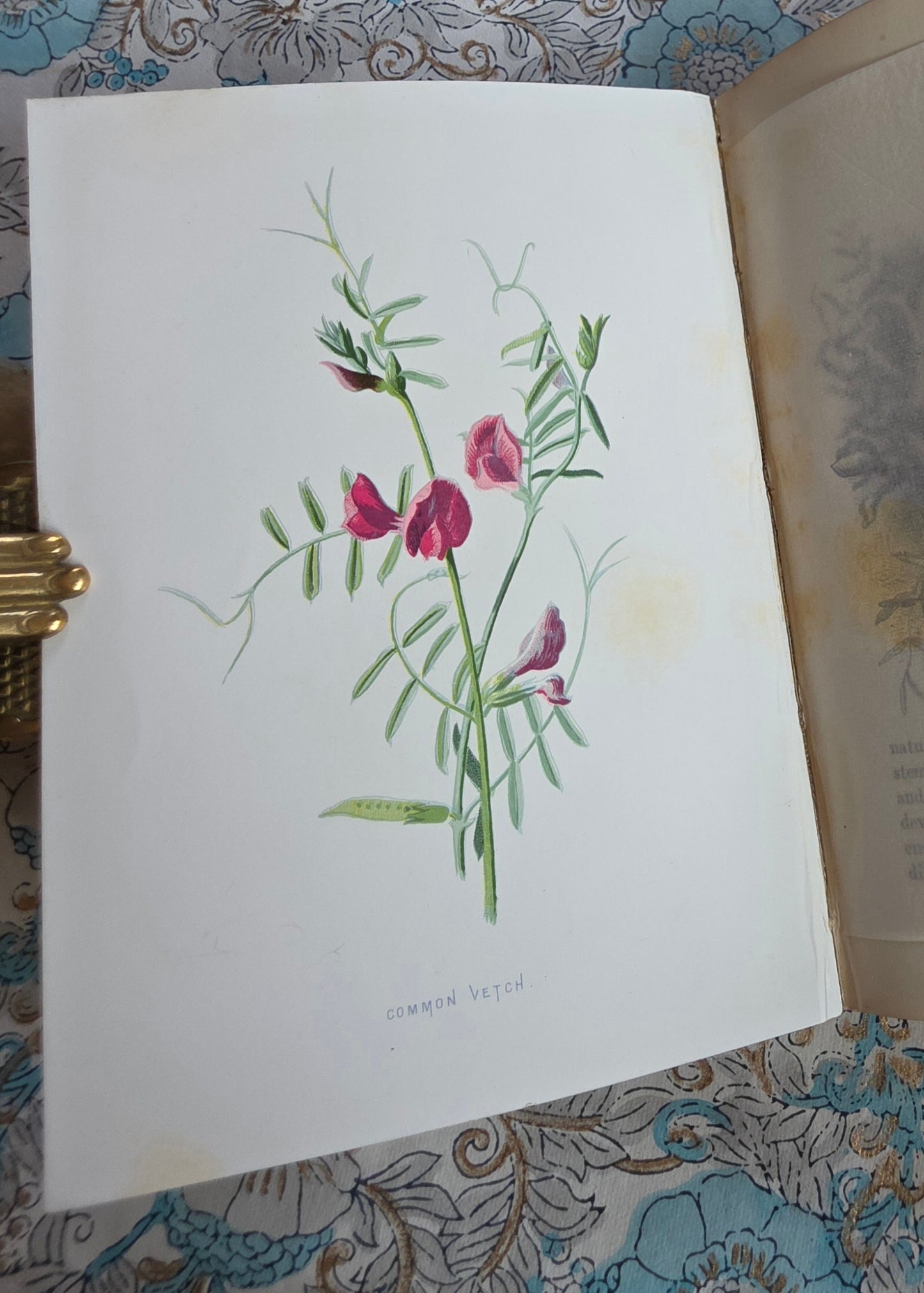 1883 Familiar Wild Flowers / Illustrated Victorian Antique Book (Fifth Series)