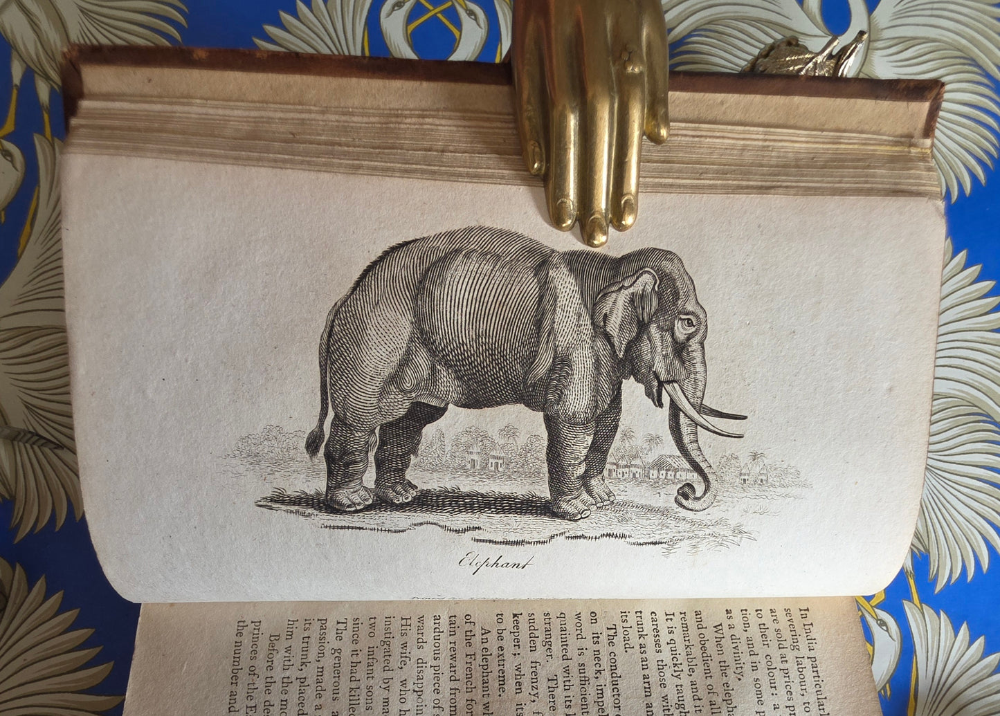 1806 The Elements of Natural History By William Mavor - Illustrated Antique Book