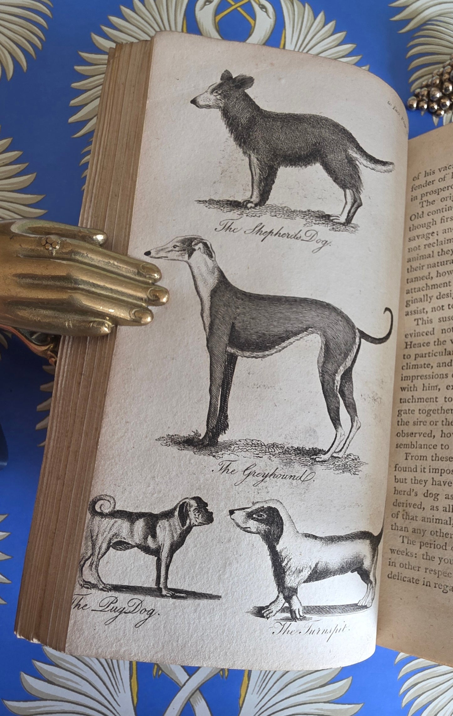 1806 The Elements of Natural History By William Mavor - Illustrated Antique Book