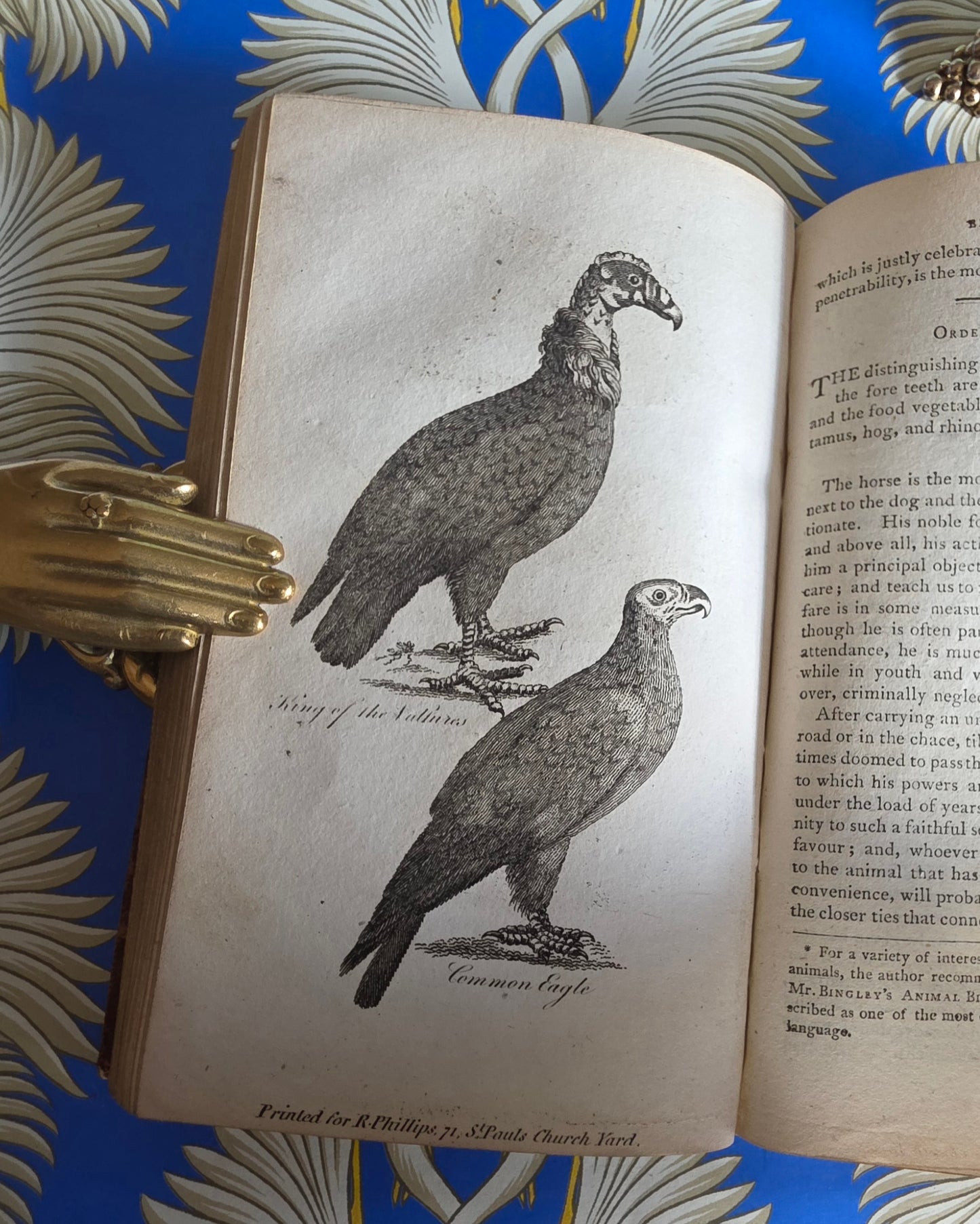 1806 The Elements of Natural History By William Mavor - Illustrated Antique Book
