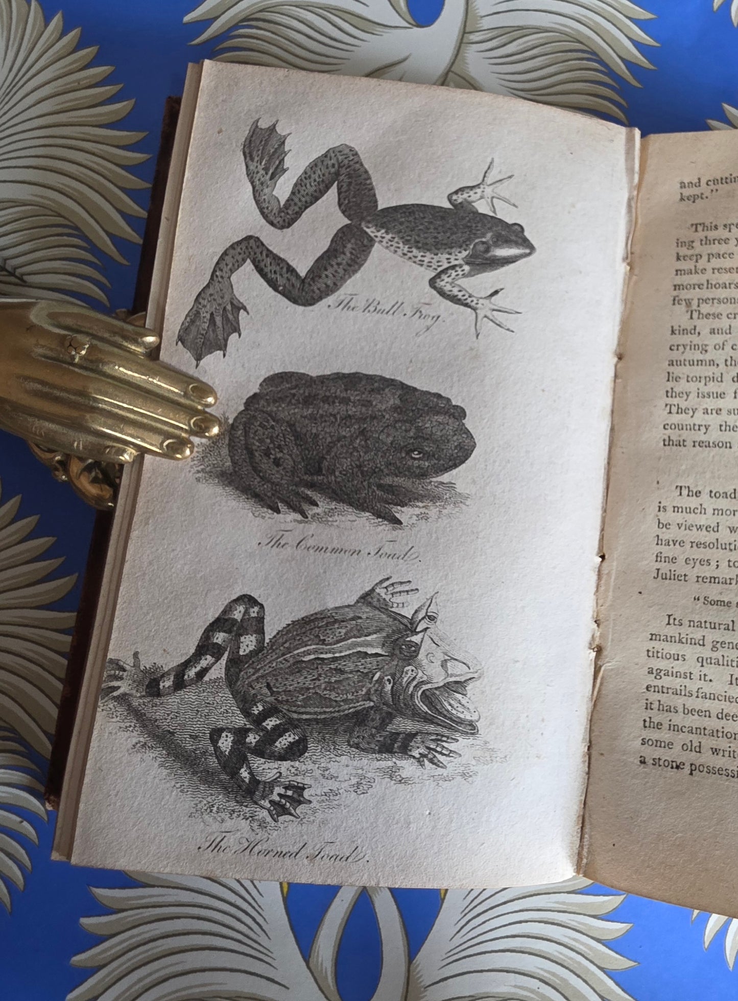 1806 The Elements of Natural History By William Mavor - Illustrated Antique Book