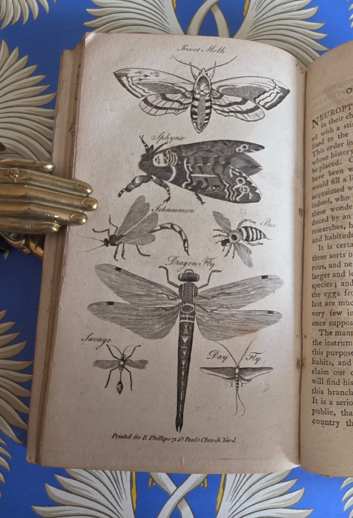 1806 The Elements of Natural History By William Mavor - Illustrated Antique Book