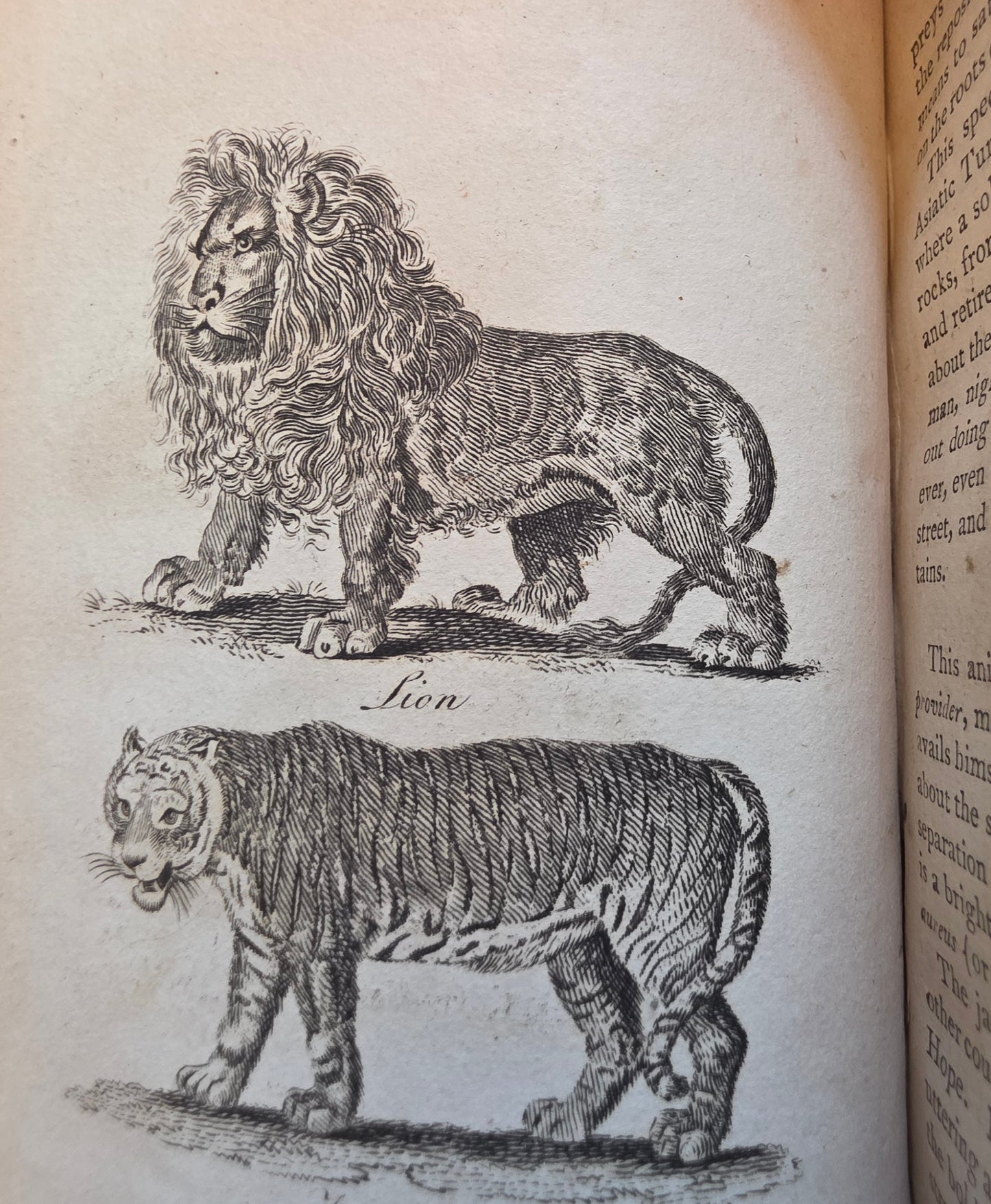 1806 The Elements of Natural History By William Mavor - Illustrated Antique Book