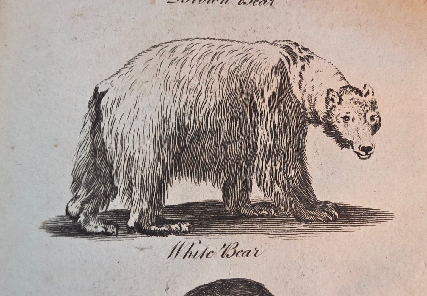 1806 The Elements of Natural History By William Mavor - Illustrated Antique Book