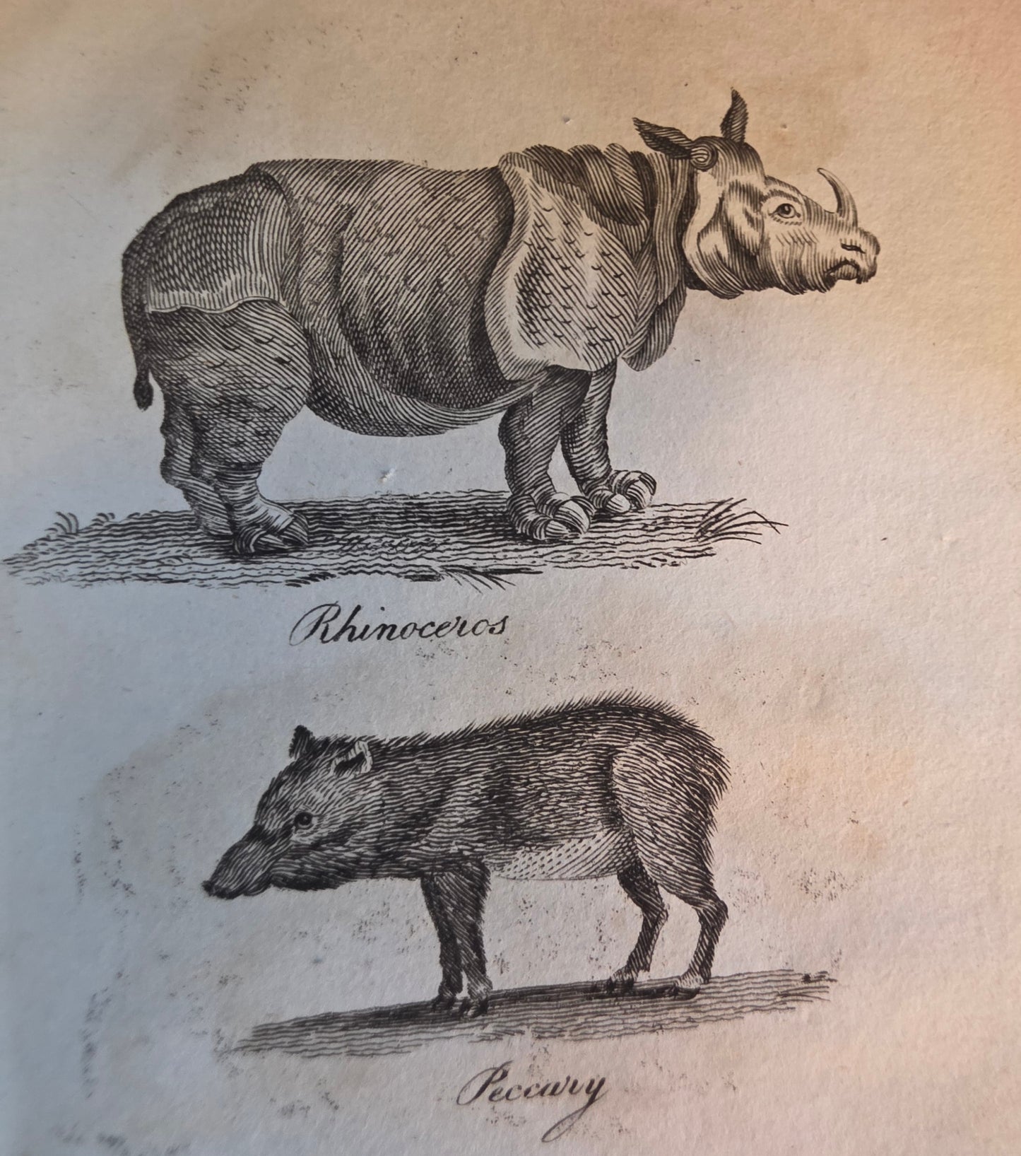 1806 The Elements of Natural History By William Mavor - Illustrated Antique Book