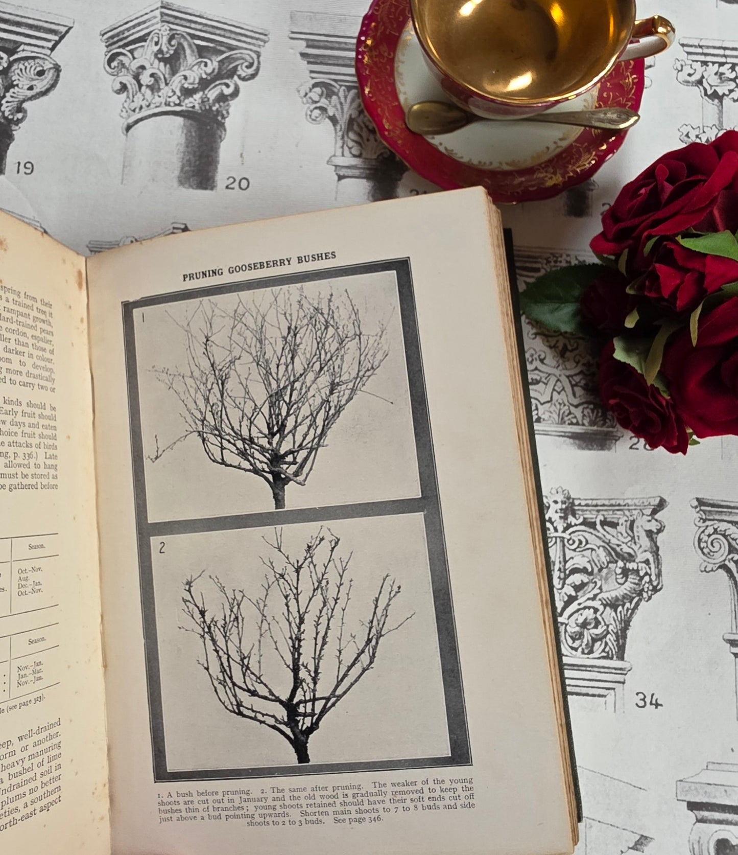1931 Everyday Gardening by J Coutts - Illustrated Antique Book