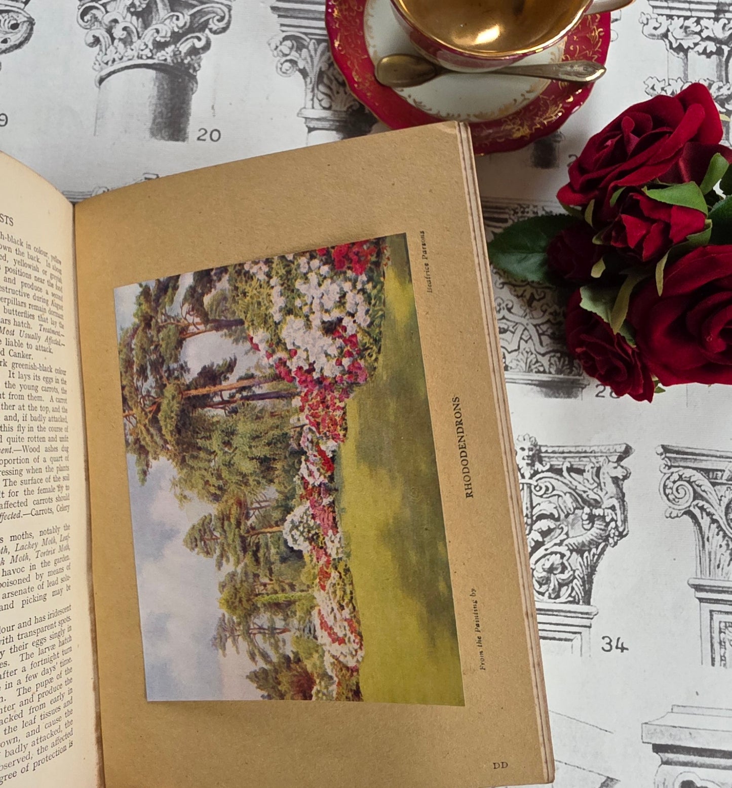 1931 Everyday Gardening by J Coutts - Illustrated Antique Book