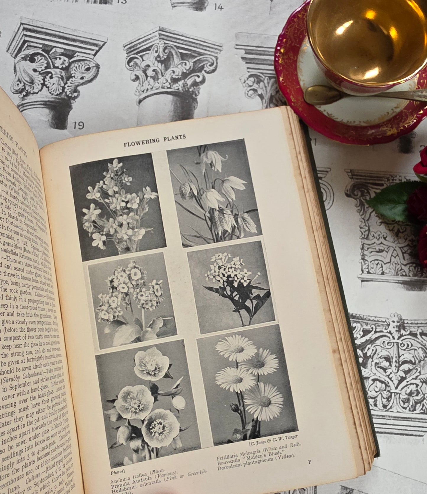 1931 Everyday Gardening by J Coutts - Illustrated Antique Book