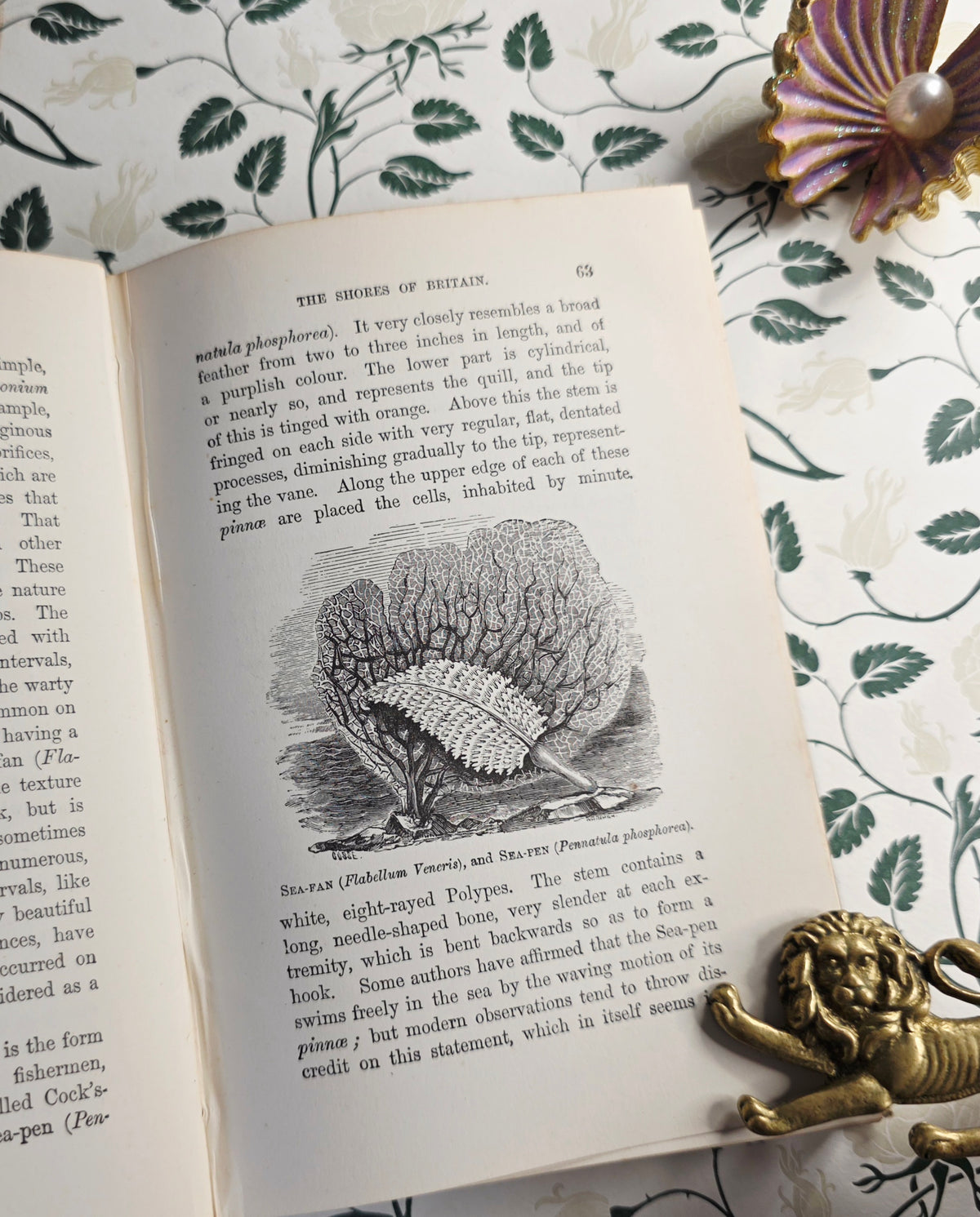 1860 The Ocean by PH Gosse - Illustrated Antique Book