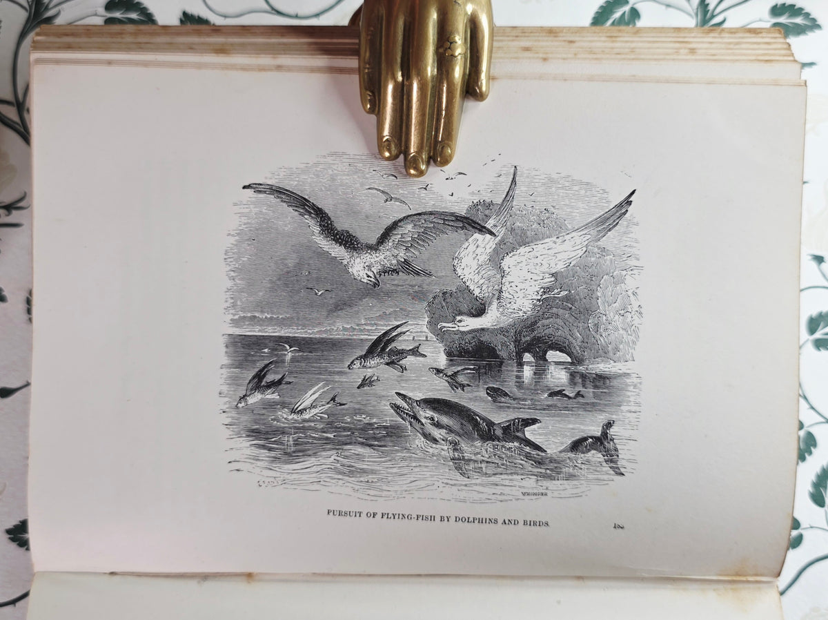 1860 The Ocean by PH Gosse - Illustrated Antique Book