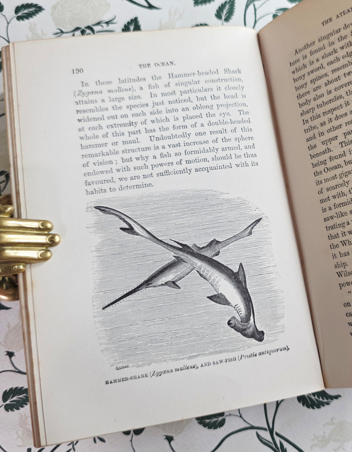 1860 The Ocean by PH Gosse - Illustrated Antique Book